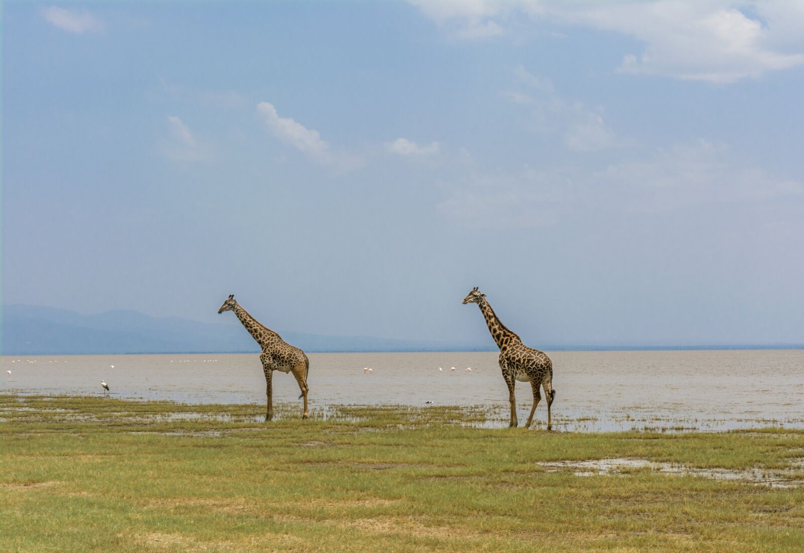Nikon D5200 sample photo. Giraffe, safari, africa photography