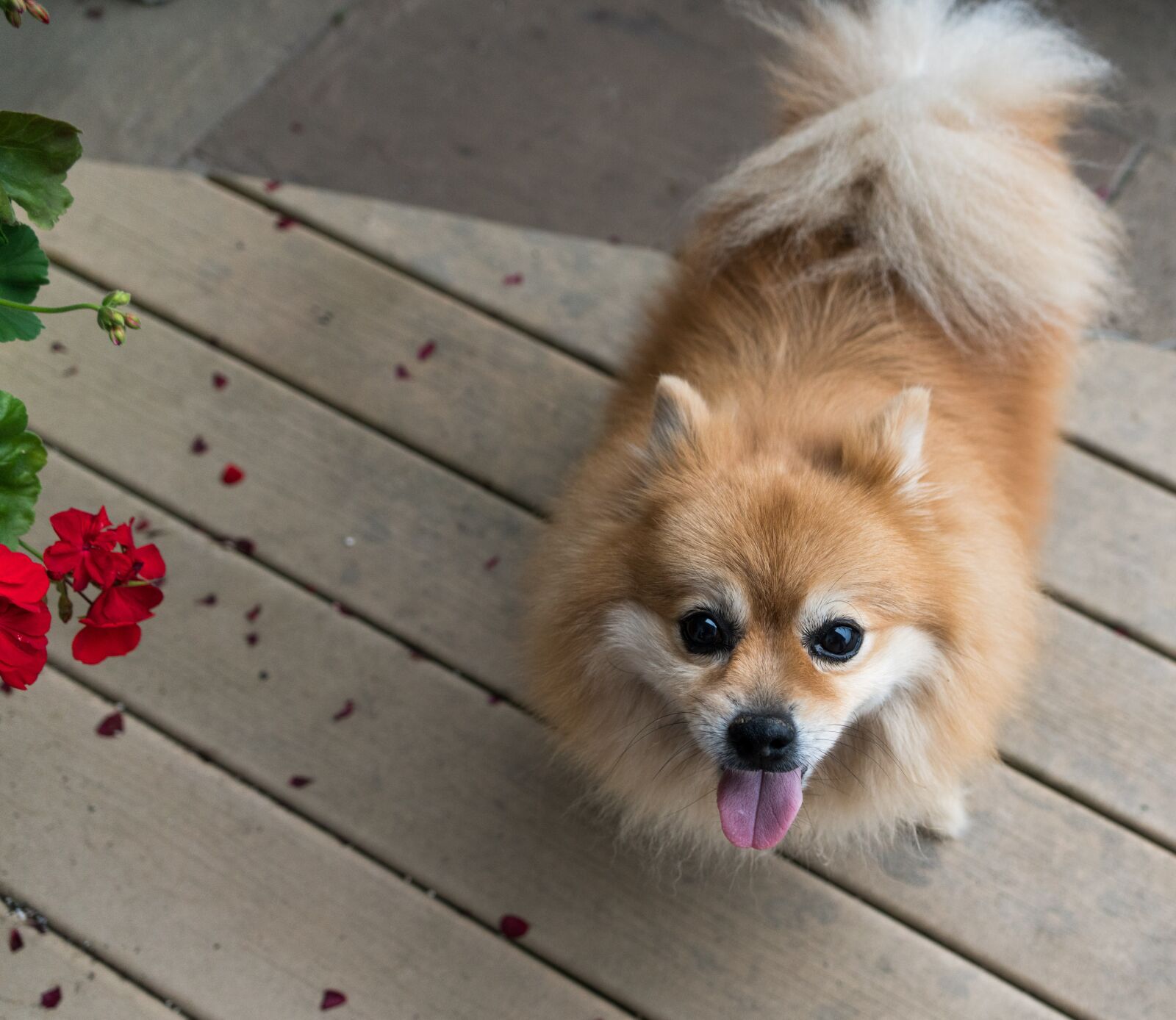 Sony a7R II + Sony FE 24-240mm F3.5-6.3 OSS sample photo. Pomeranian, dog, pet photography