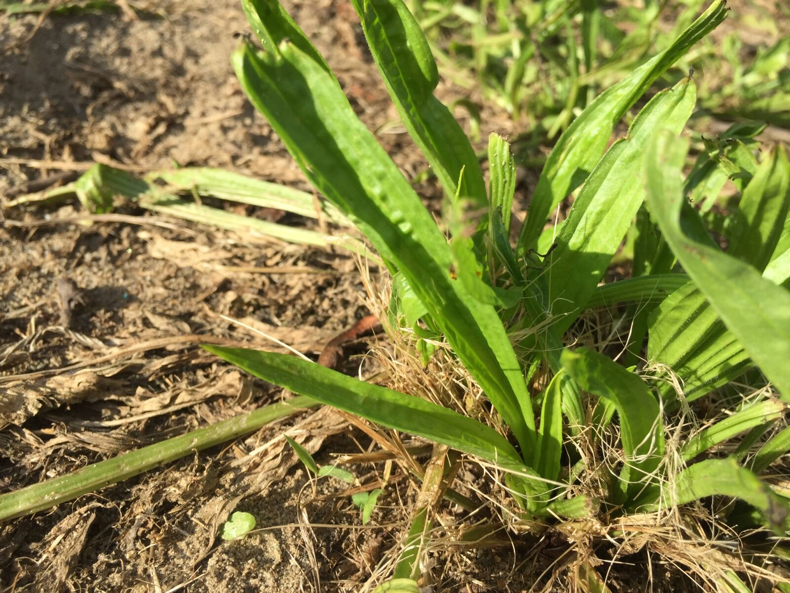 iPhone 6 back camera 4.15mm f/2.2 sample photo