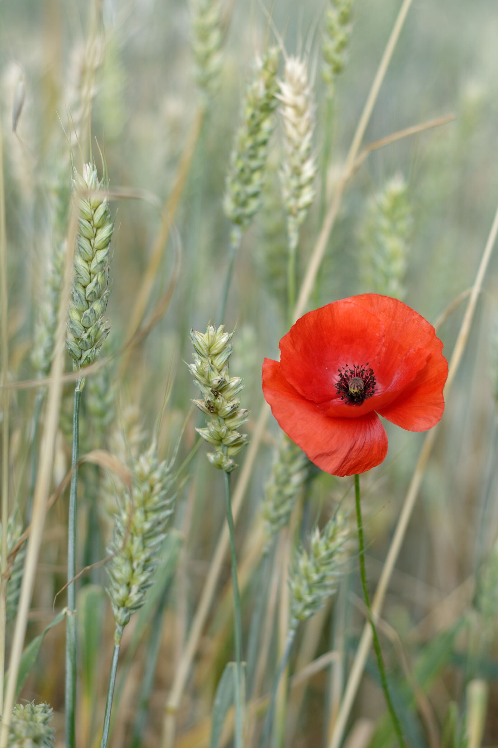 Nikon D5200 sample photo. Poppy, field, wheat photography