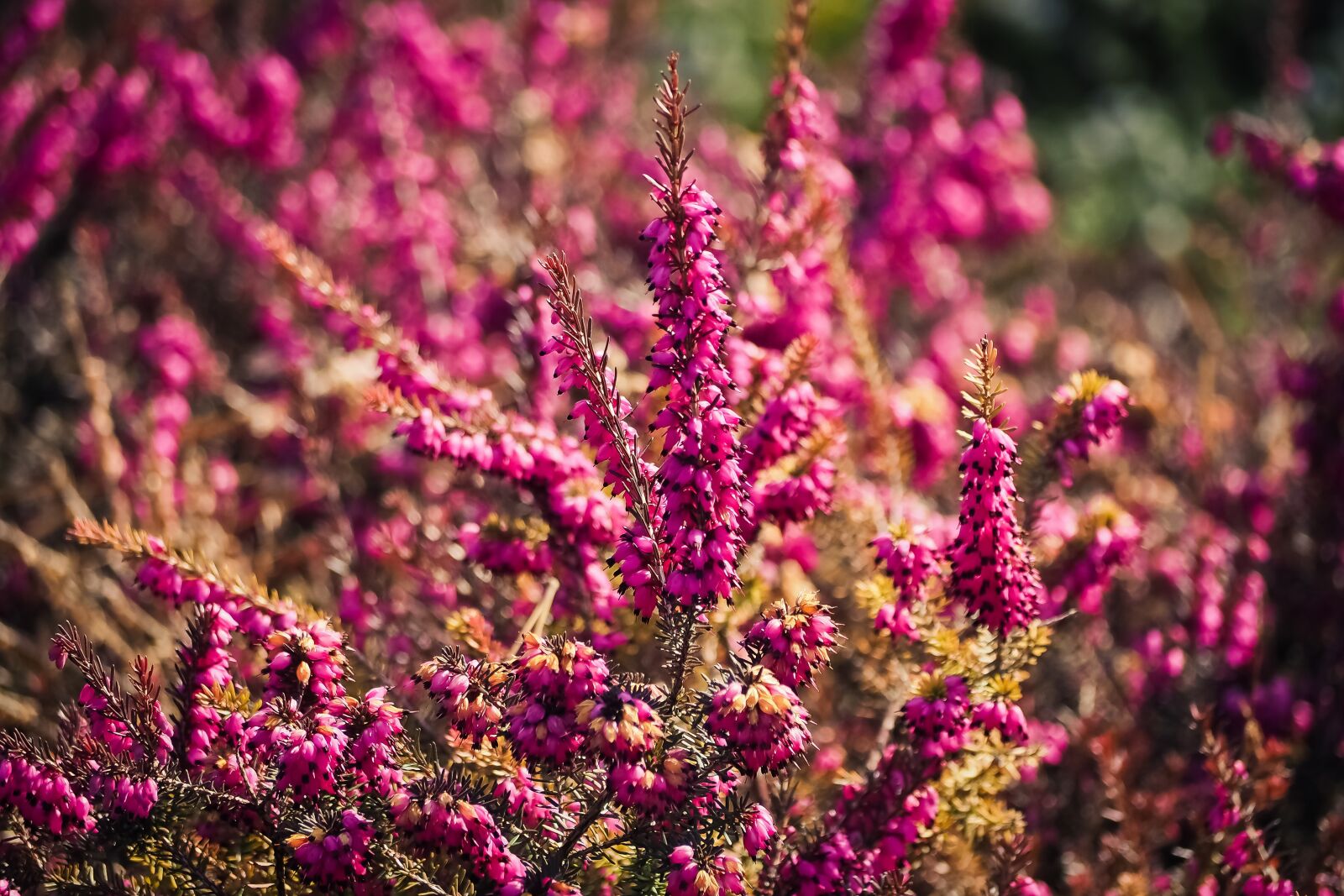 Olympus OM-D E-M10 sample photo. Nature, flower, plant photography