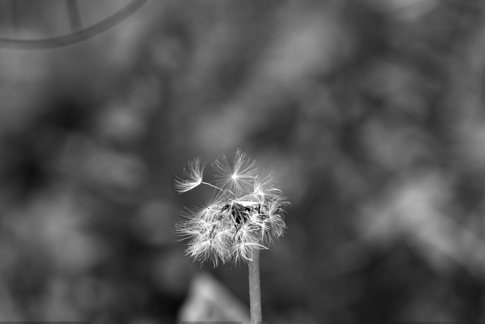 Canon EOS 7D Mark II sample photo. Dandelion, faded, spring flower photography