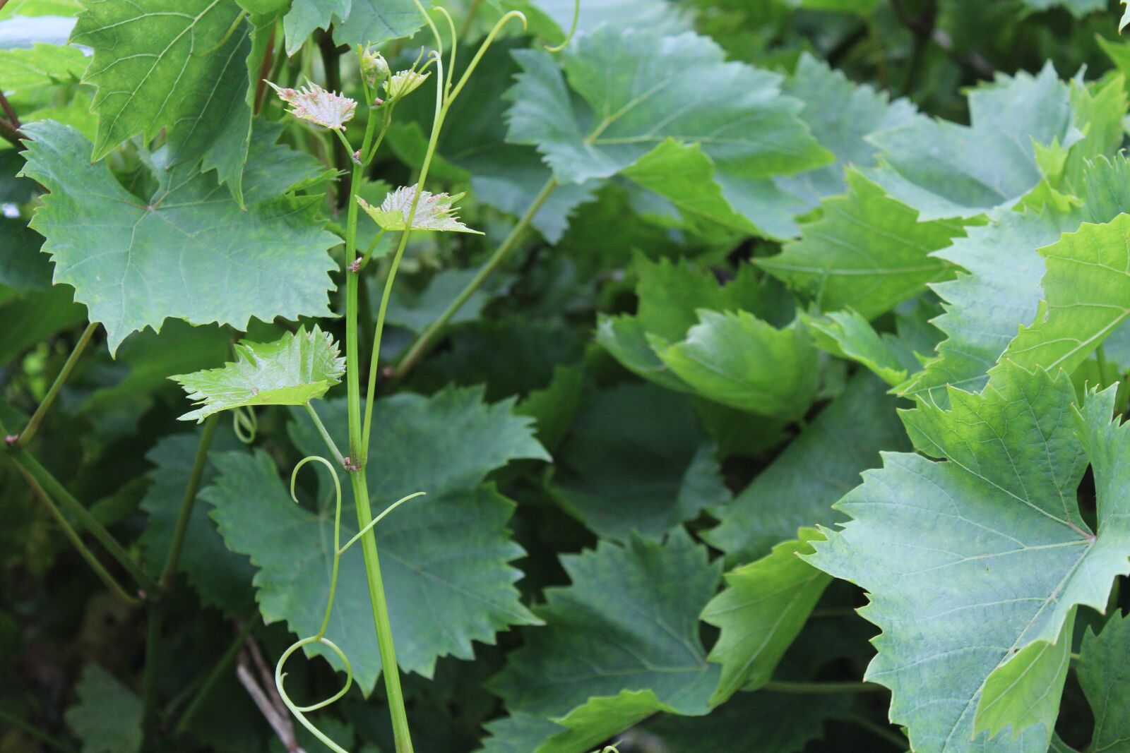 Canon EOS 1200D (EOS Rebel T5 / EOS Kiss X70 / EOS Hi) sample photo. Vine leaves, grape, plant photography