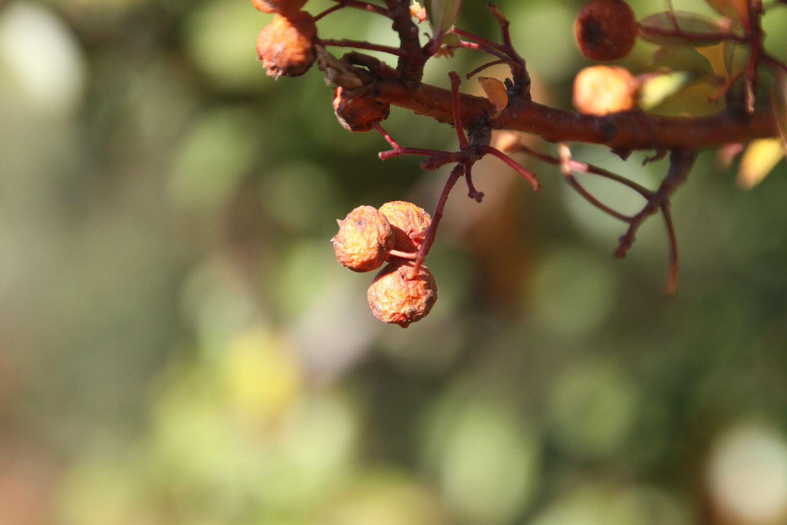 Canon EOS 50D sample photo. Berries, winter, cold photography