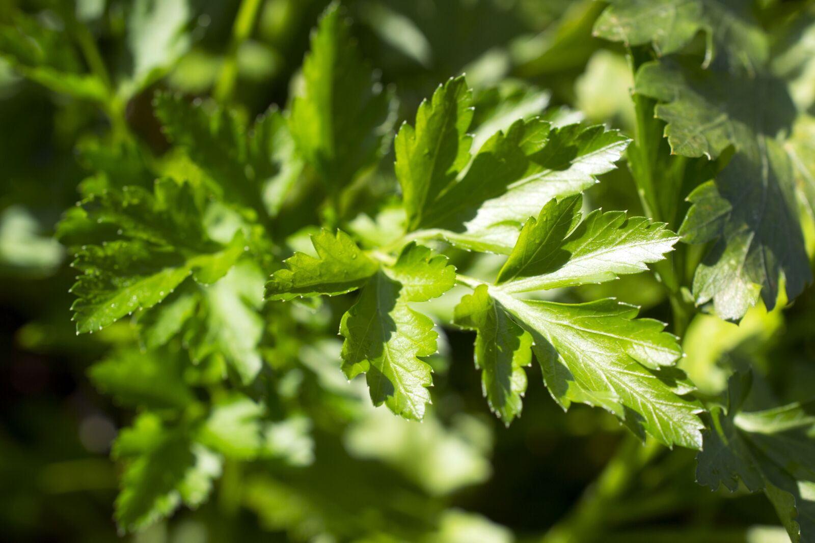 Nikon D3100 sample photo. Parsley, herbs, fresh photography