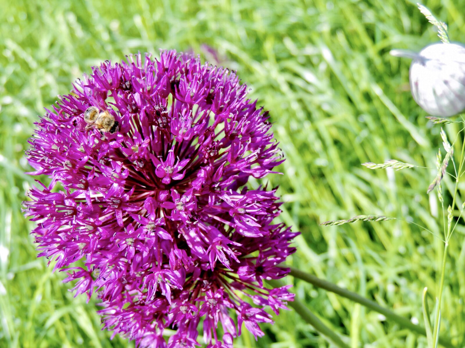Nikon Coolpix P520 sample photo. Ornamental onion, allium, blossom photography