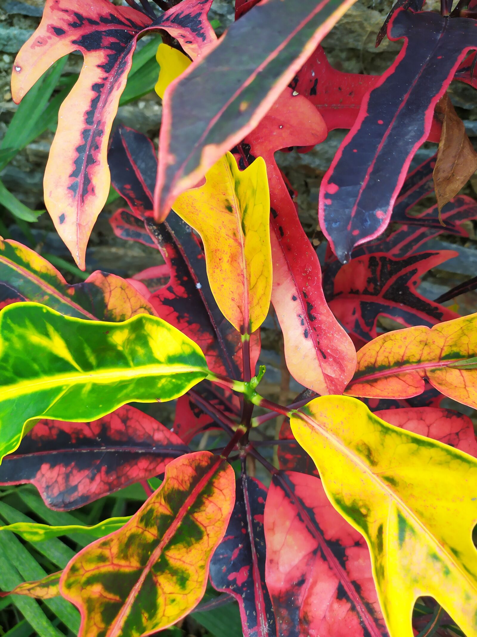 Xiaomi Redmi Note 7 sample photo. Plant, garden, color photography