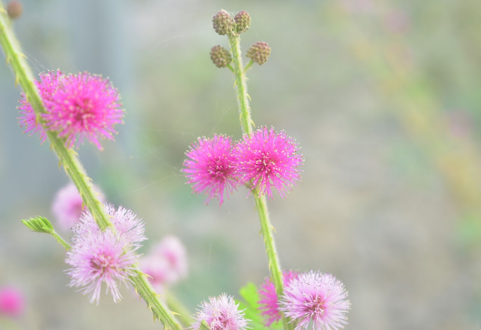 Nikon D3400 sample photo. Mimosa, pink flower, pink photography