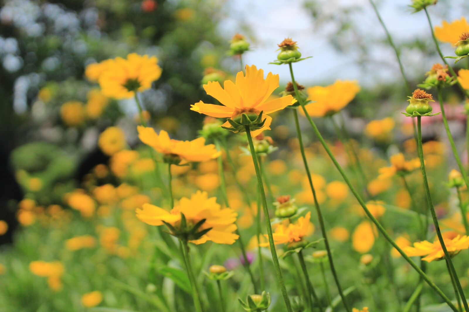 Canon EOS 1300D (EOS Rebel T6 / EOS Kiss X80) sample photo. Flowers, yellow, green photography