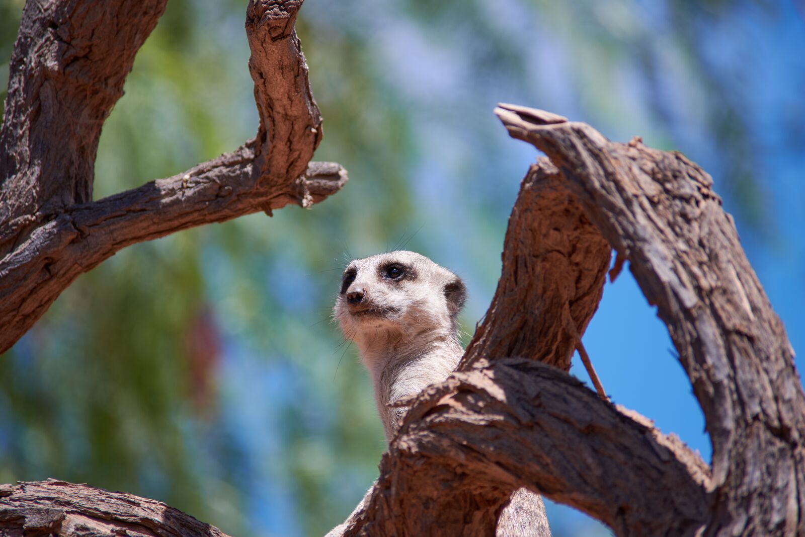 Nikon D7200 sample photo. Meerkat, watch, guard photography