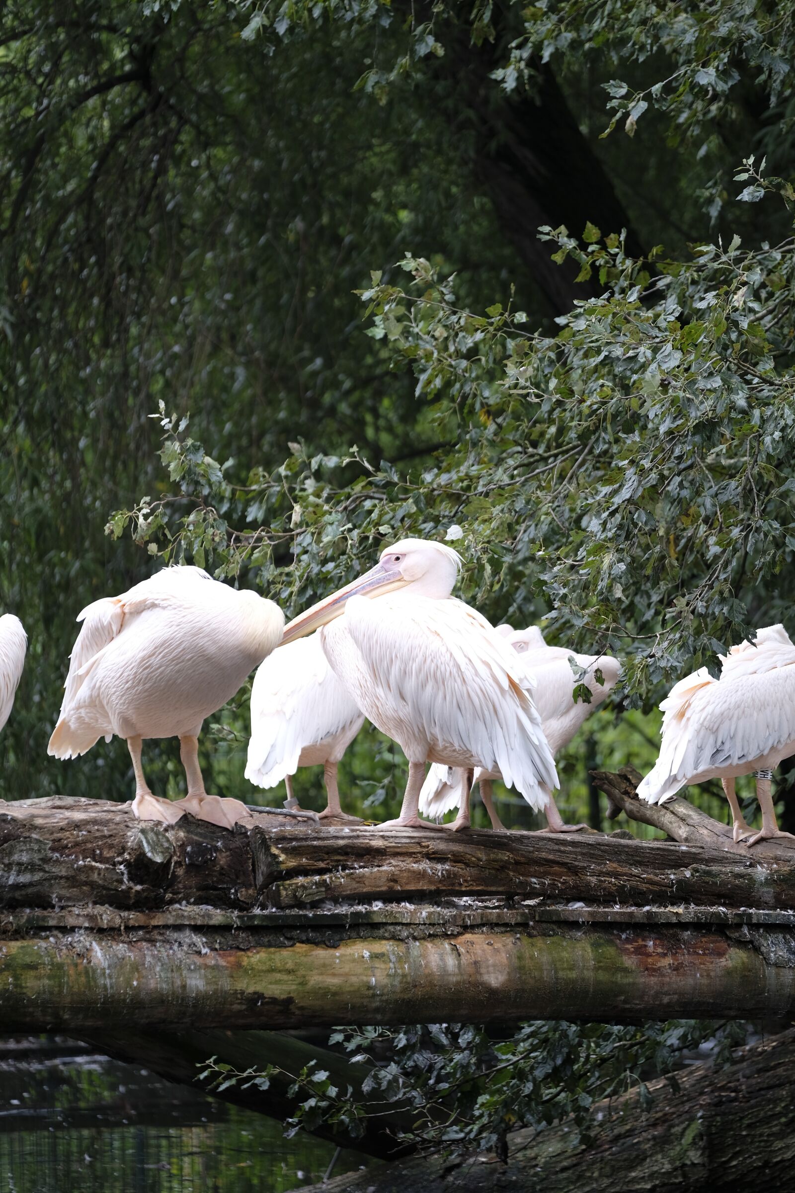 Fujifilm XF 50-140mm F2.8 R LM OIS WR sample photo. Pelikan, bird, water bird photography