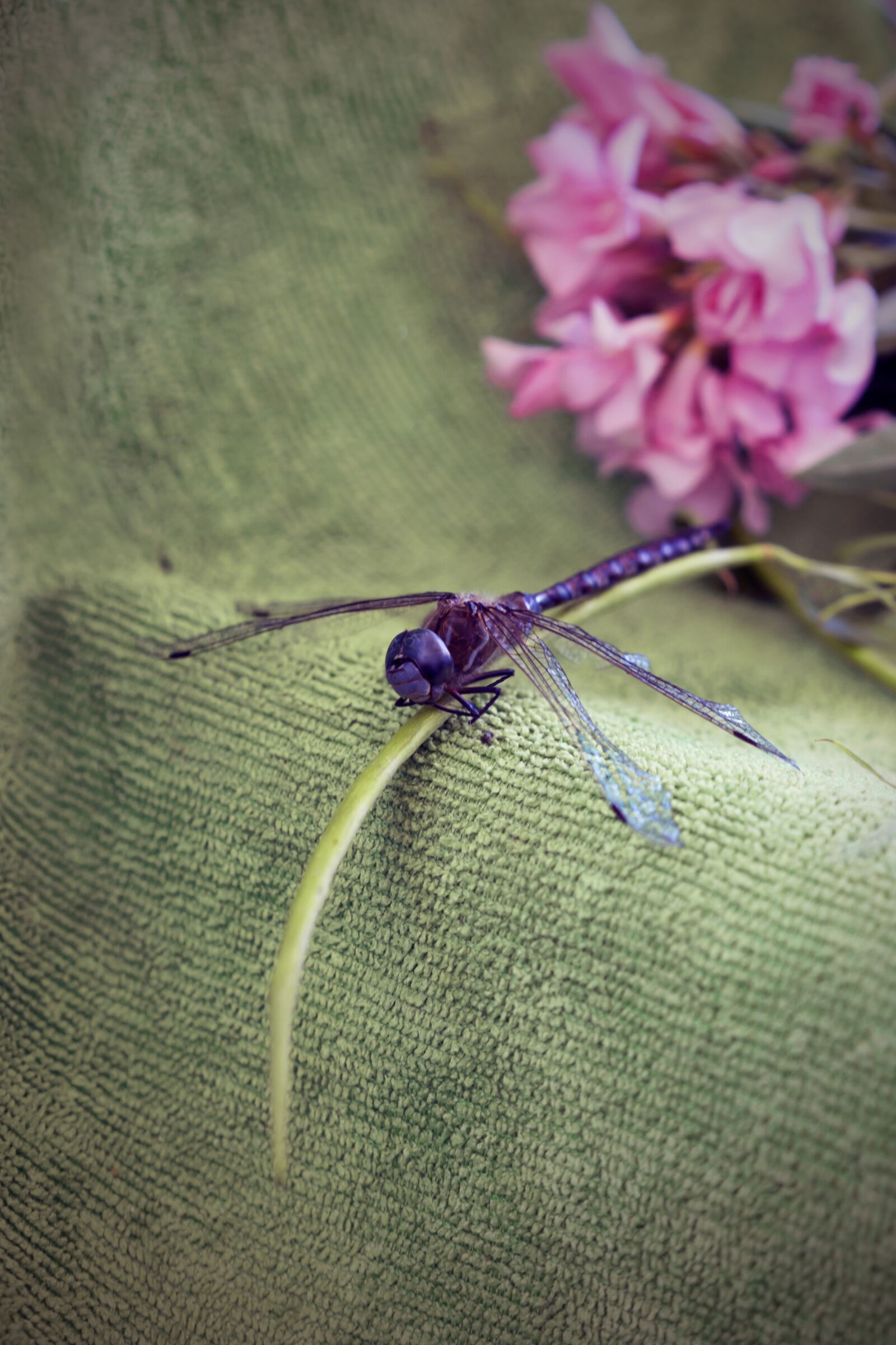 Sony a6000 + Sony Sonnar T* FE 55mm F1.8 ZA sample photo. Dragonfly, bug, insect photography