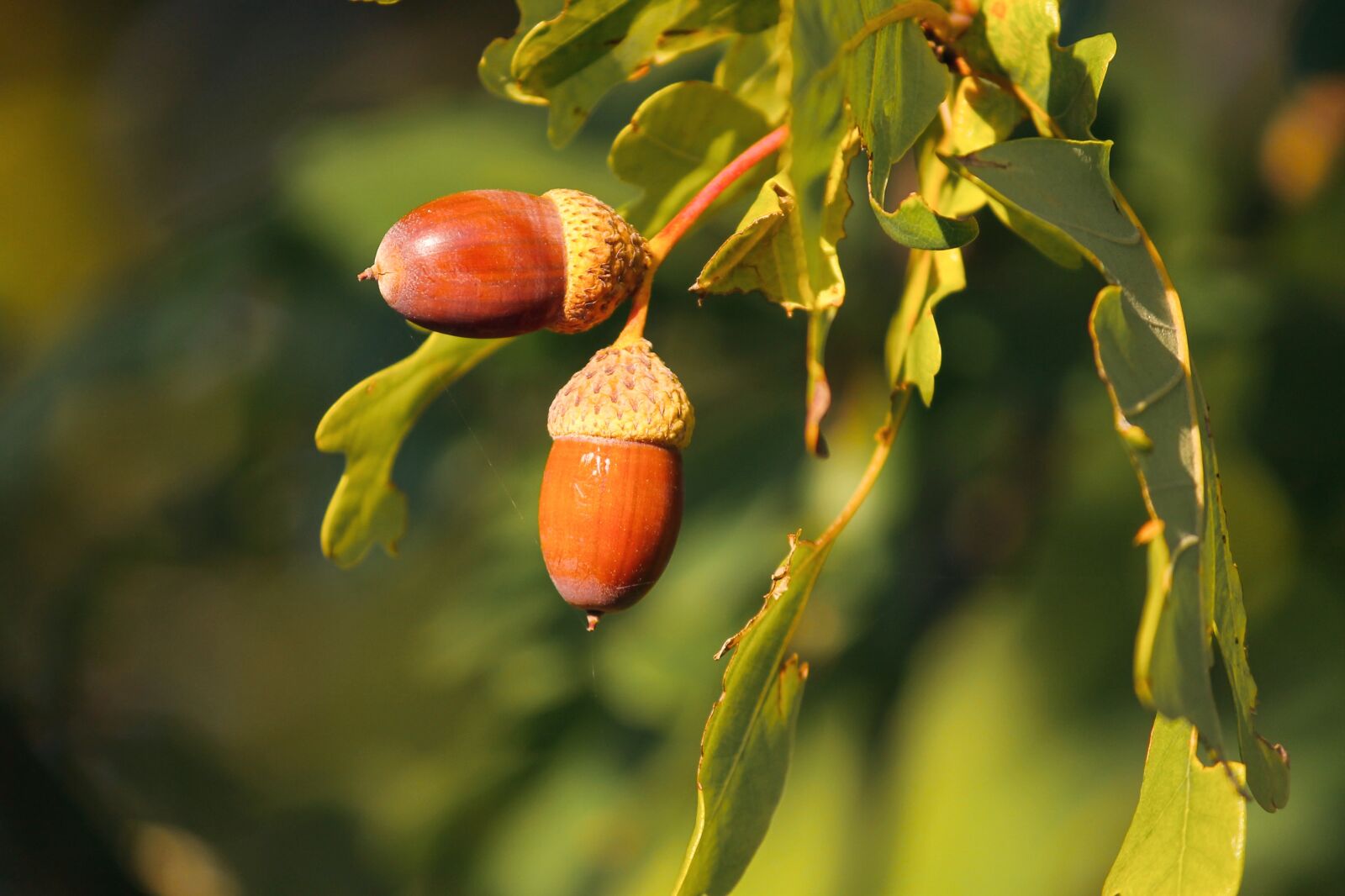 Canon EOS 1100D (EOS Rebel T3 / EOS Kiss X50) sample photo. Acorns, acorn, oak leaves photography