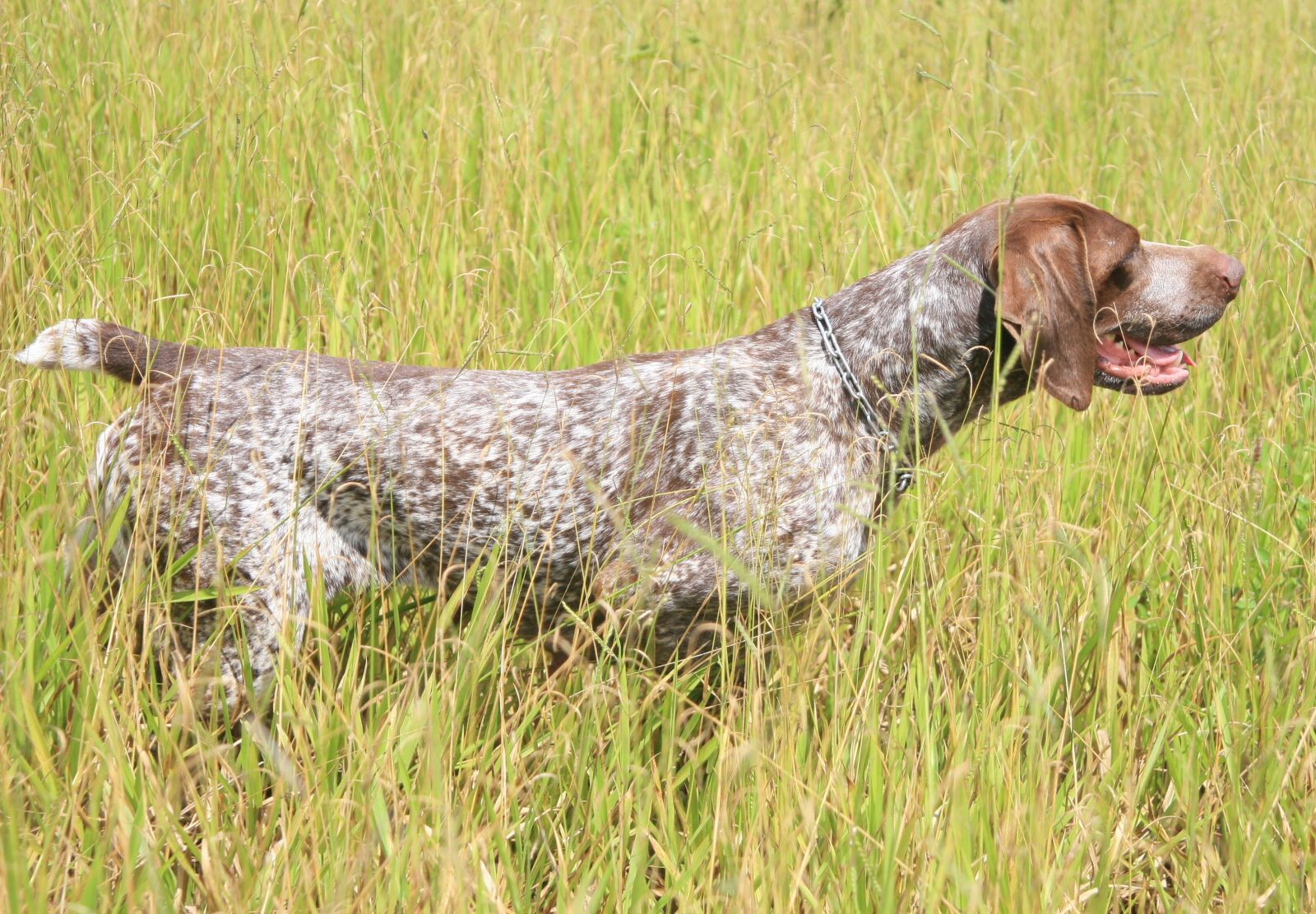 Canon EOS 30D sample photo. Dog, hunting, german arm photography