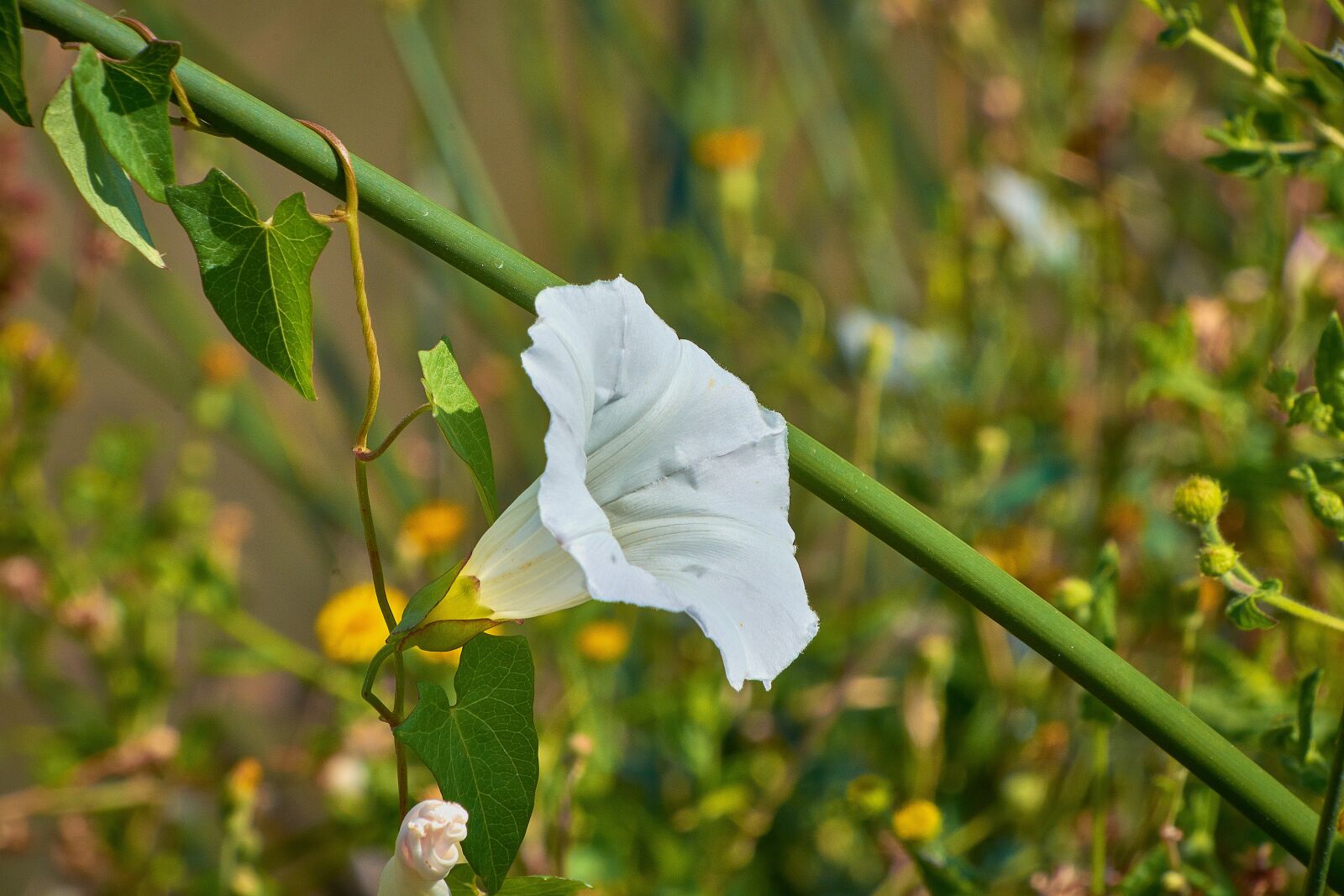Nikon D7200 sample photo. Flower, white, plant photography