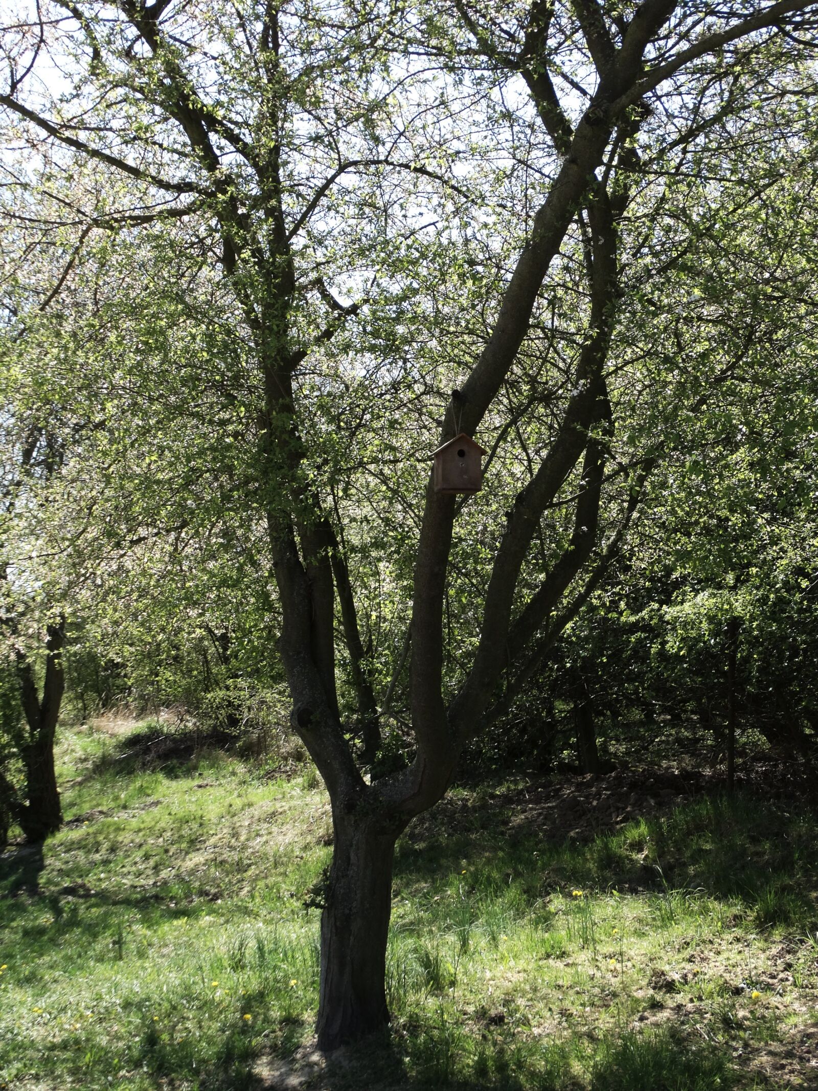 Sony Cyber-shot DSC-HX300 sample photo. Szczecin, spring, birdhouse photography