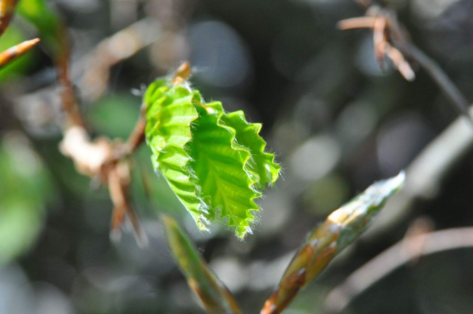 Nikon D90 sample photo. Beech, tree, leaves photography