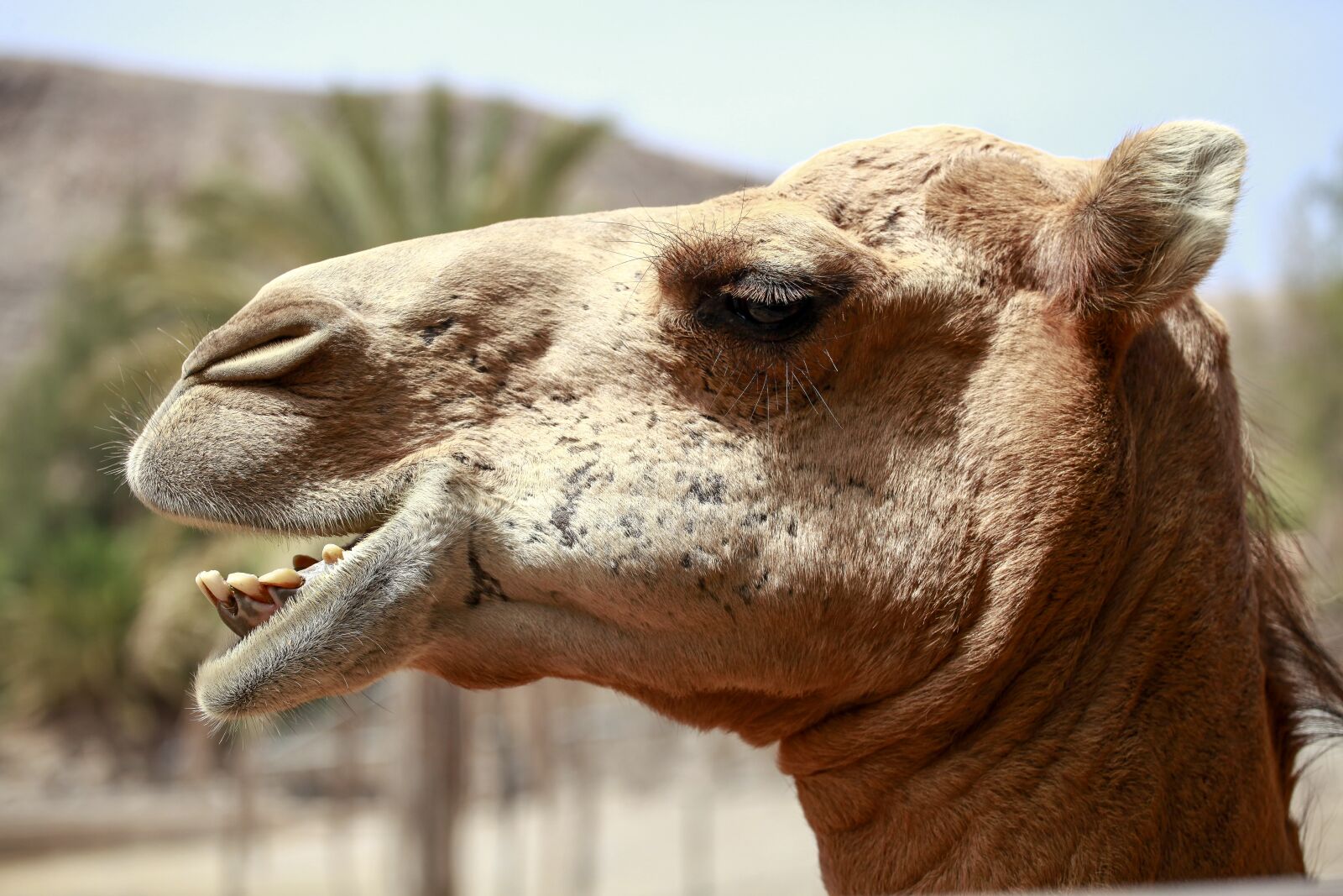 Canon EOS 5D Mark II sample photo. Camel, africa, desert ship photography