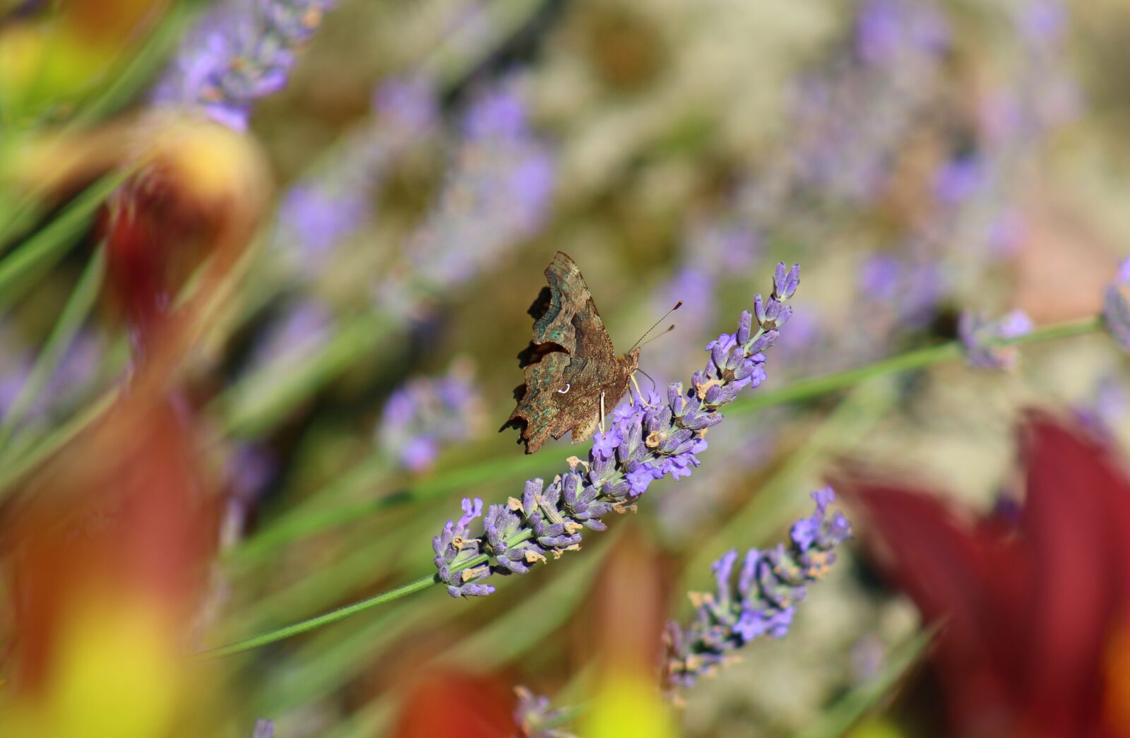 Canon EOS 70D + Canon EF 75-300mm f/4-5.6 USM sample photo. Butterfly, lavender, insect photography