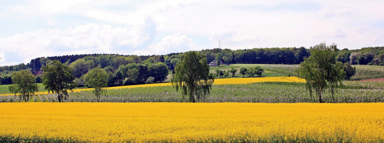 Canon EOS 550D (EOS Rebel T2i / EOS Kiss X4) sample photo. Oilseed rape, rapeseed fields photography