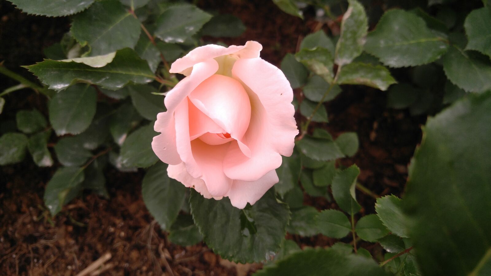 LG V10 sample photo. Rose, flower, petal photography