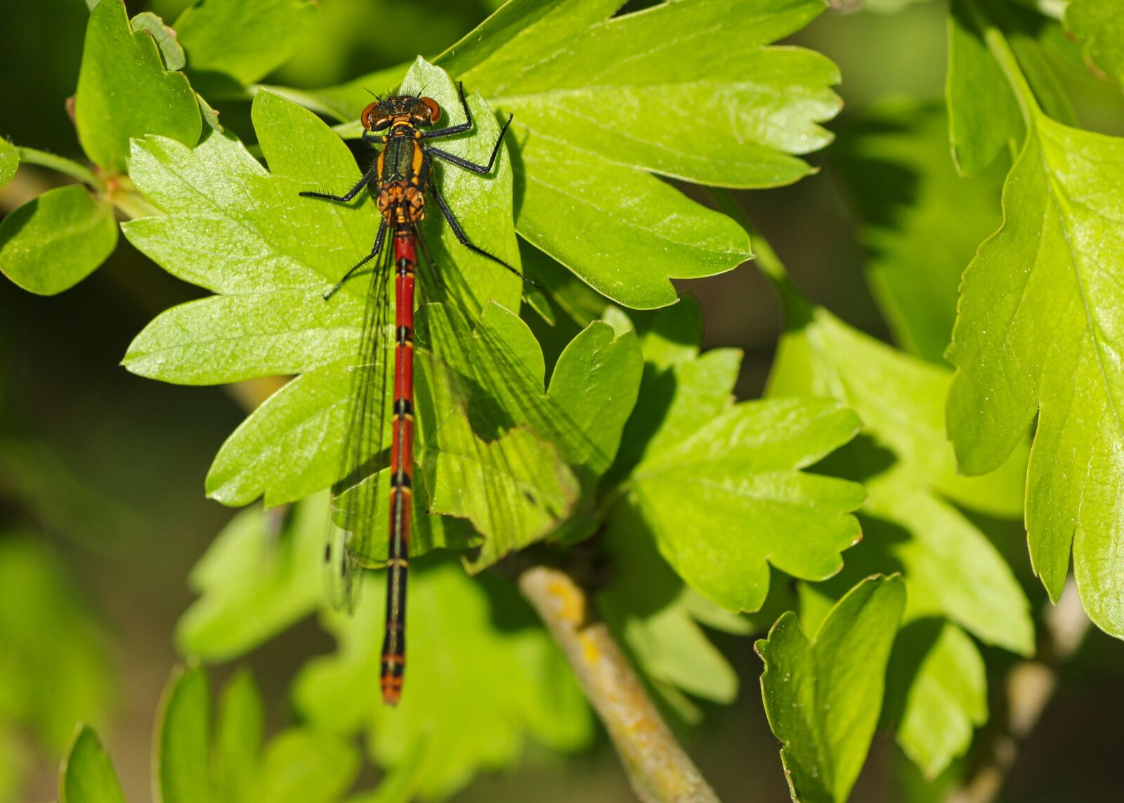 Tamron SP 90mm F2.8 Di VC USD 1:1 Macro sample photo. Early adonis dragonfly, dragonfly photography
