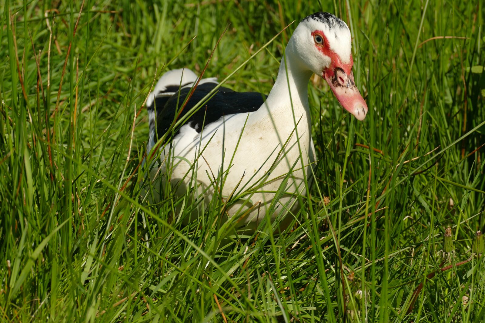 Panasonic Lumix DMC-FZ1000 sample photo. Muskuseend, duck, bird photography