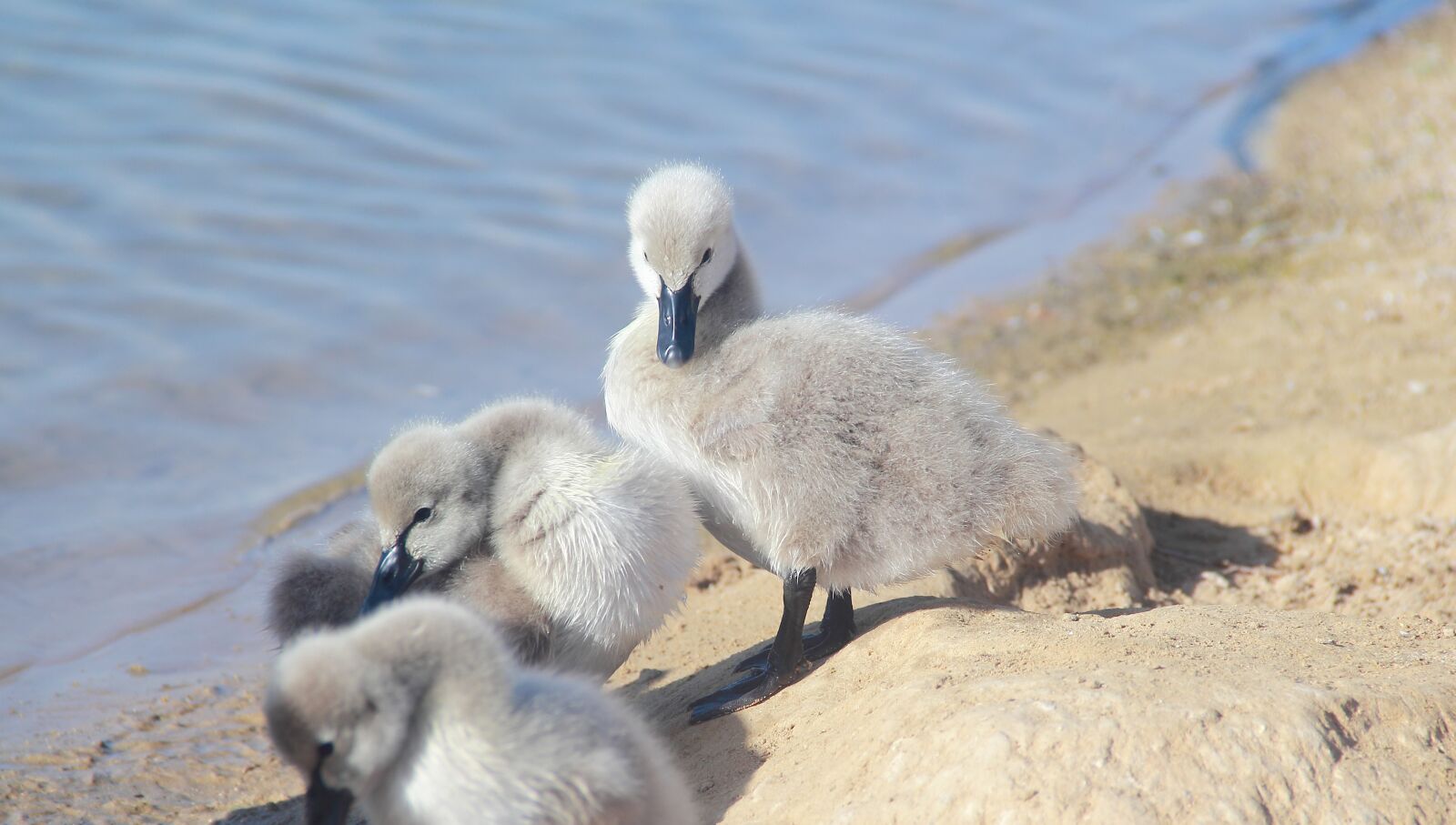 Canon EOS 60D sample photo. Nature, water, animal photography