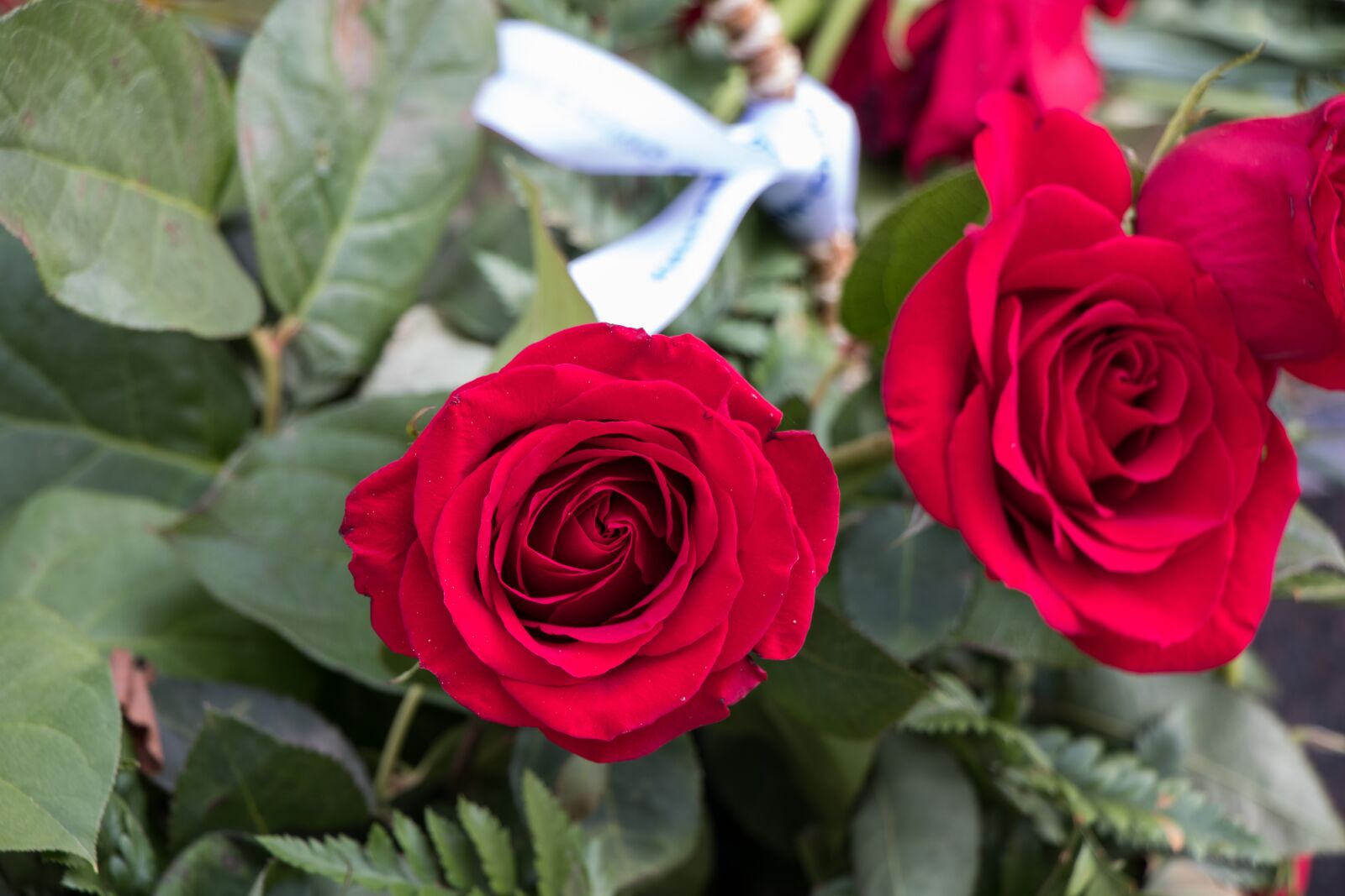 Canon EF-S 18-135mm F3.5-5.6 IS USM sample photo. Roses, flowers, petals photography