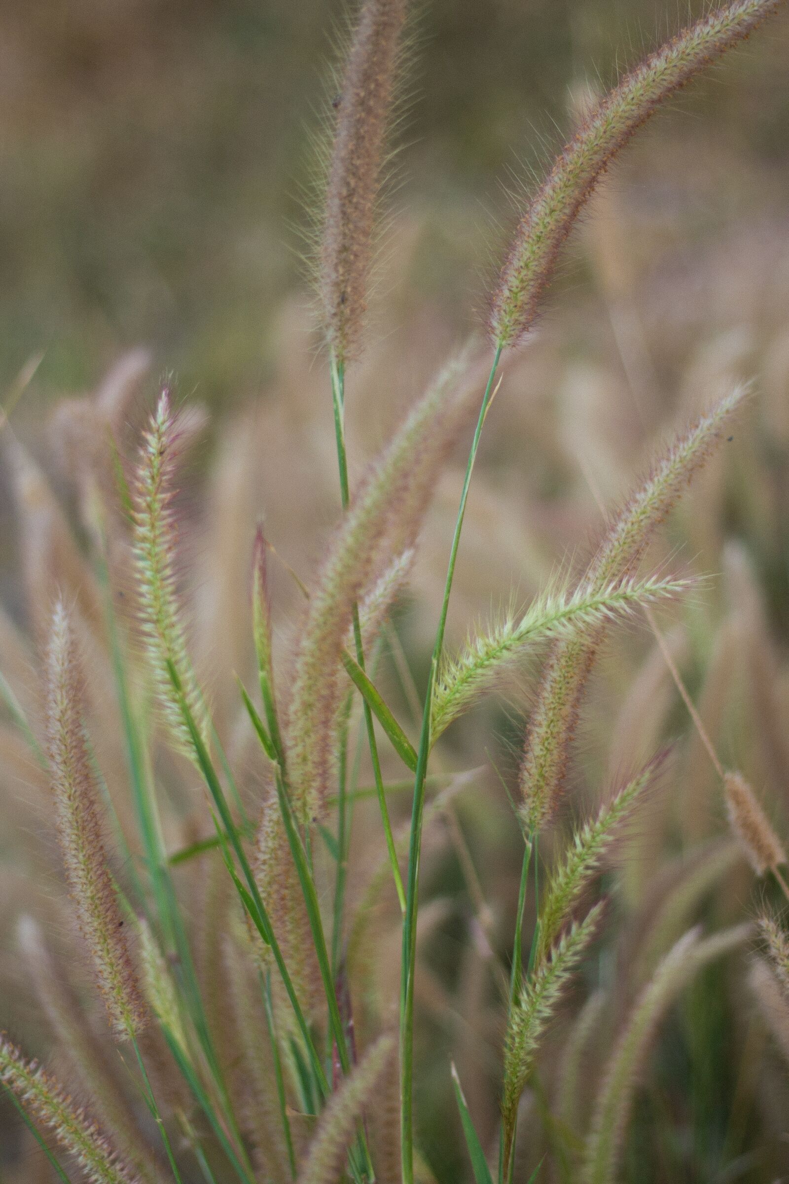 Canon EOS 700D (EOS Rebel T5i / EOS Kiss X7i) + Canon EF 50mm F1.8 STM sample photo. Flowering grass, nature, mead photography