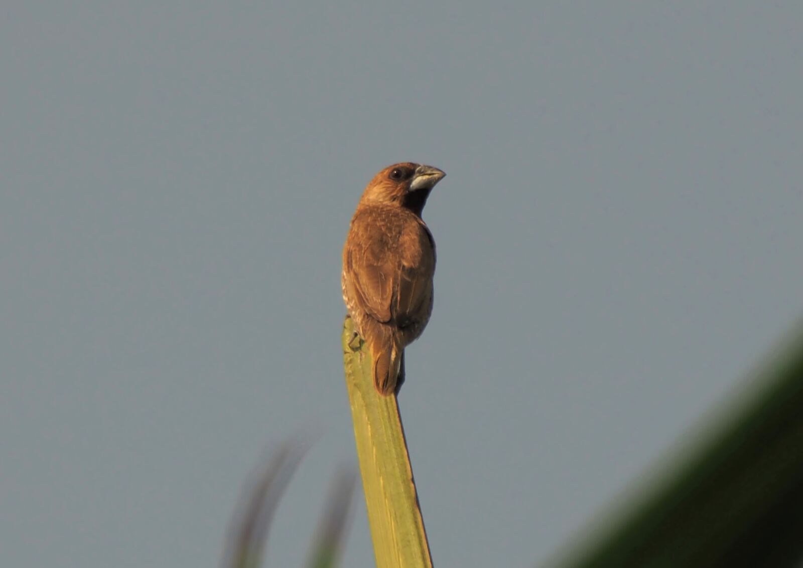 Olympus OM-D E-M1 sample photo. Scaly-breasted munia, wild, bird photography