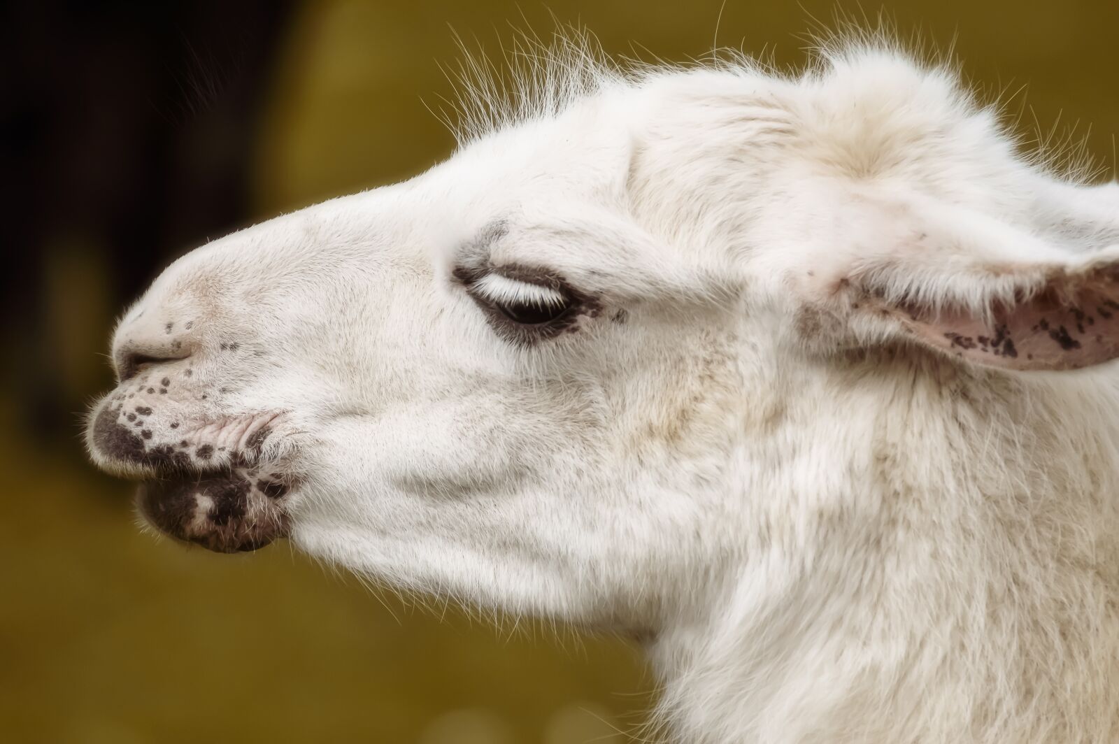 Nikon D3200 sample photo. Lama, animal, portrait photography
