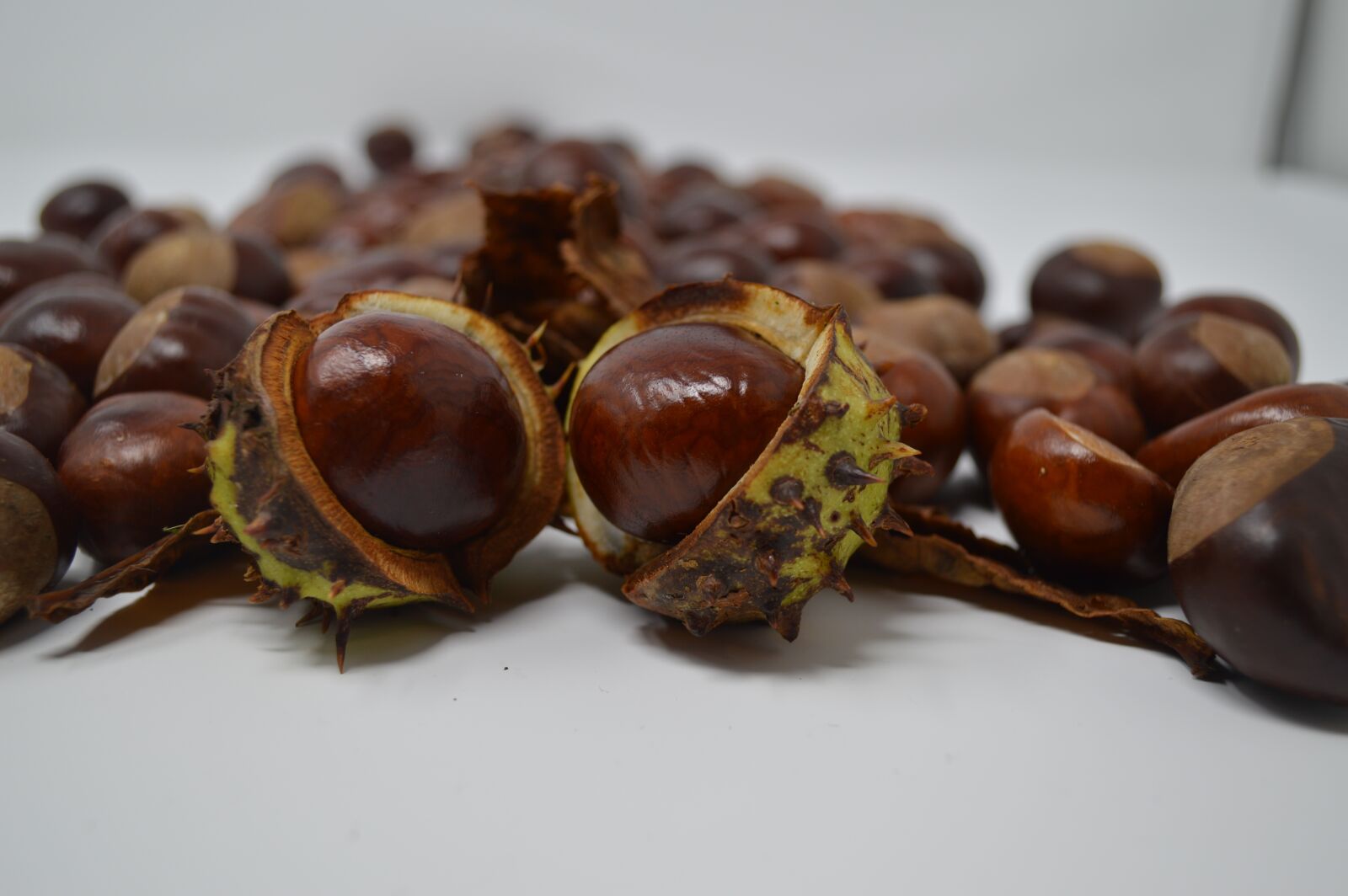 Nikon D3200 sample photo. Conker, conkers, horse chestnut photography