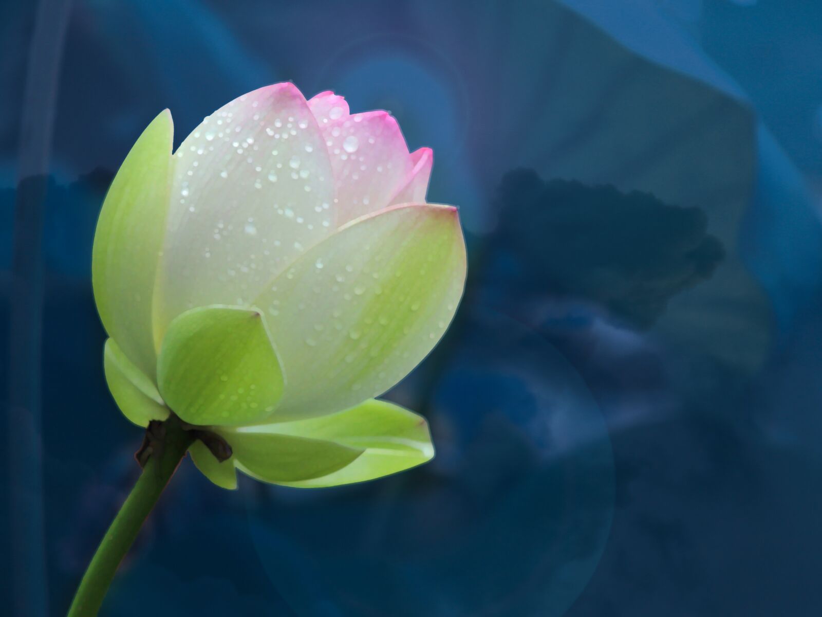 Canon PowerShot SX60 HS sample photo. Lotus, flower, nature photography