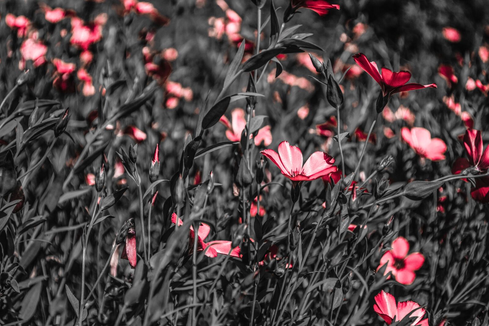 Nikon D3100 sample photo. Summer, flower, nature photography