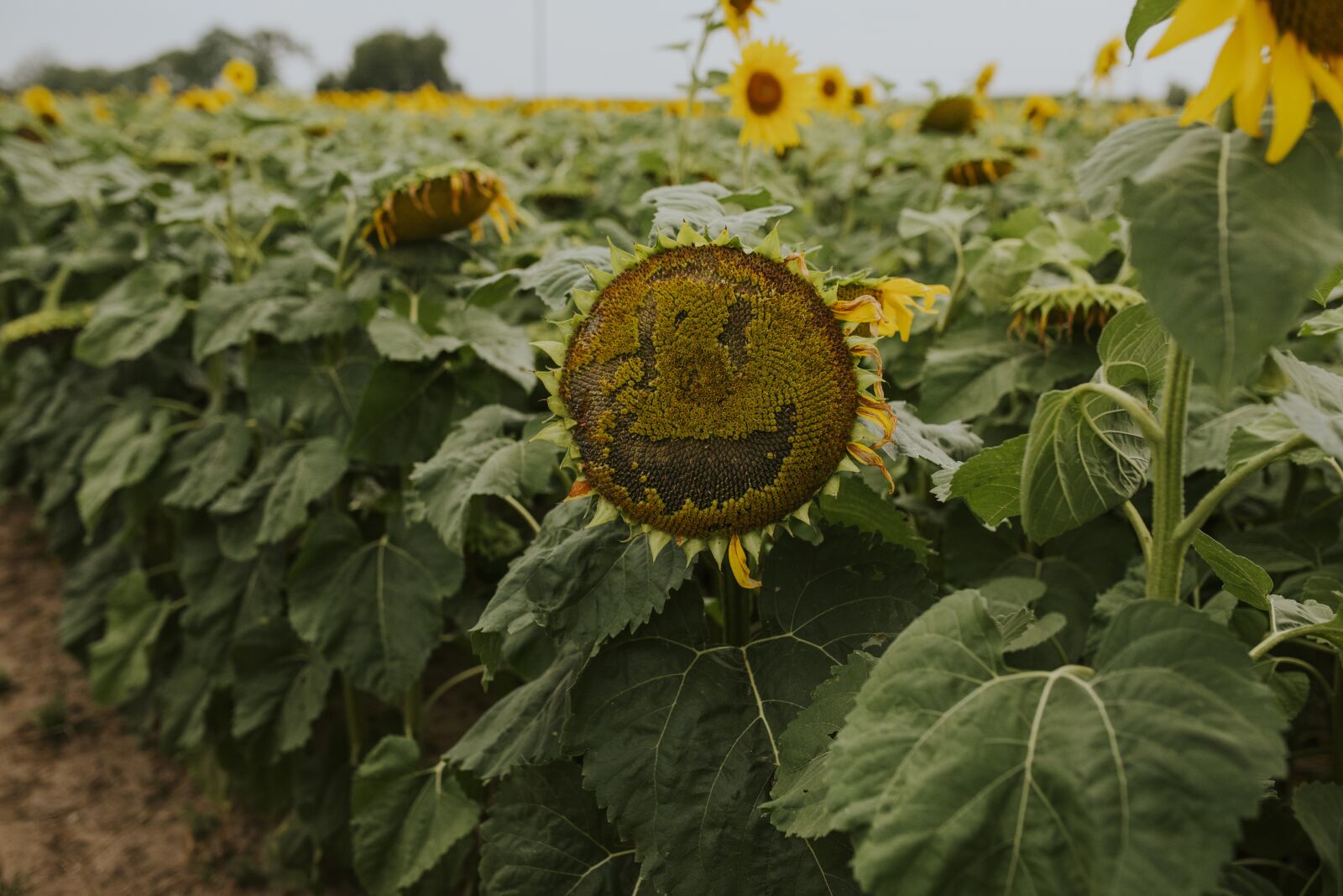 Canon EOS 5D Mark IV sample photo. Seeds, smile, sunflower photography