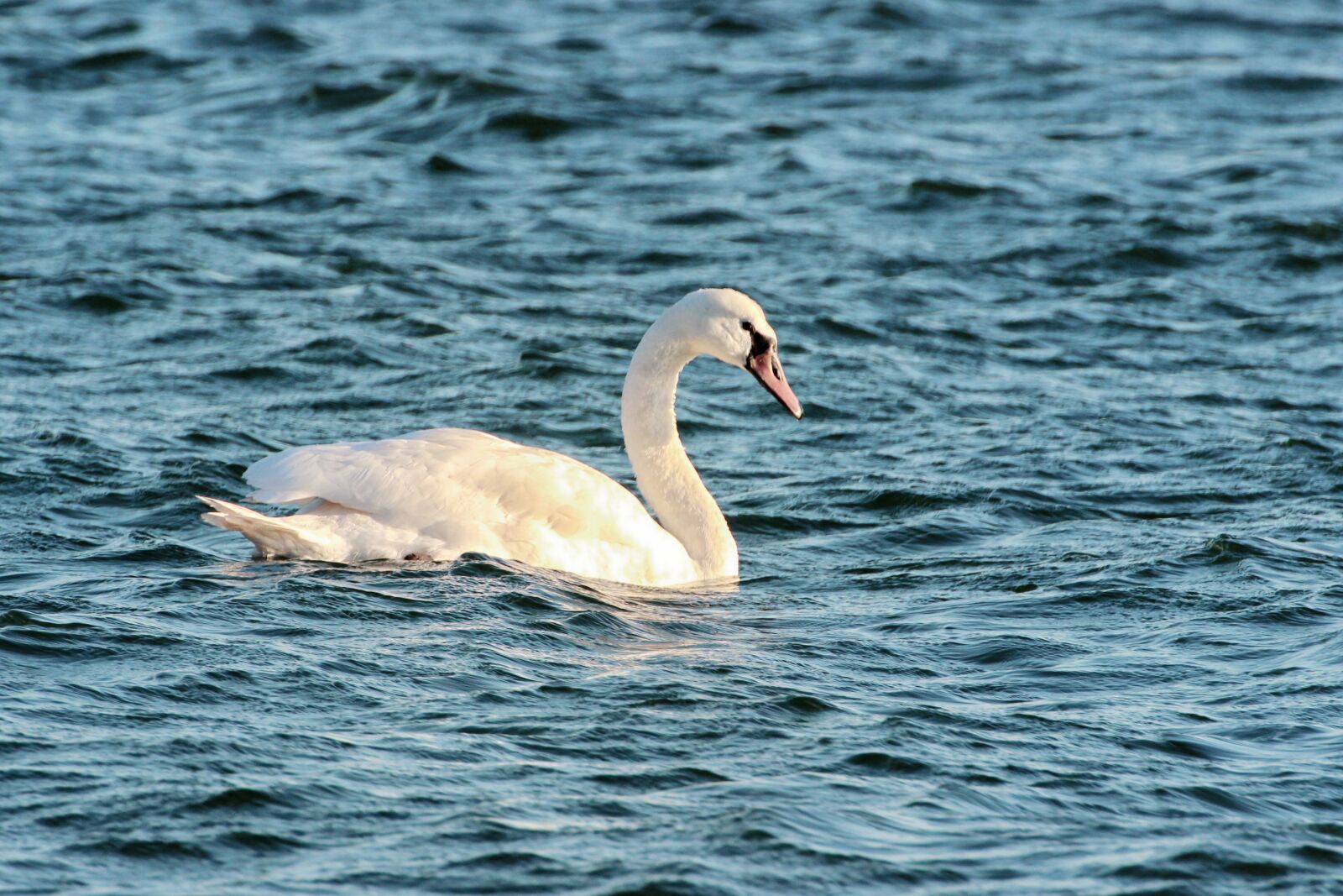 Canon EOS 600D (Rebel EOS T3i / EOS Kiss X5) sample photo. Swan, water, swim photography