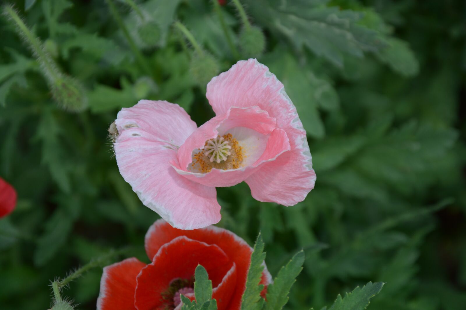 Nikon D7100 sample photo. Flowers, yellow, images photography