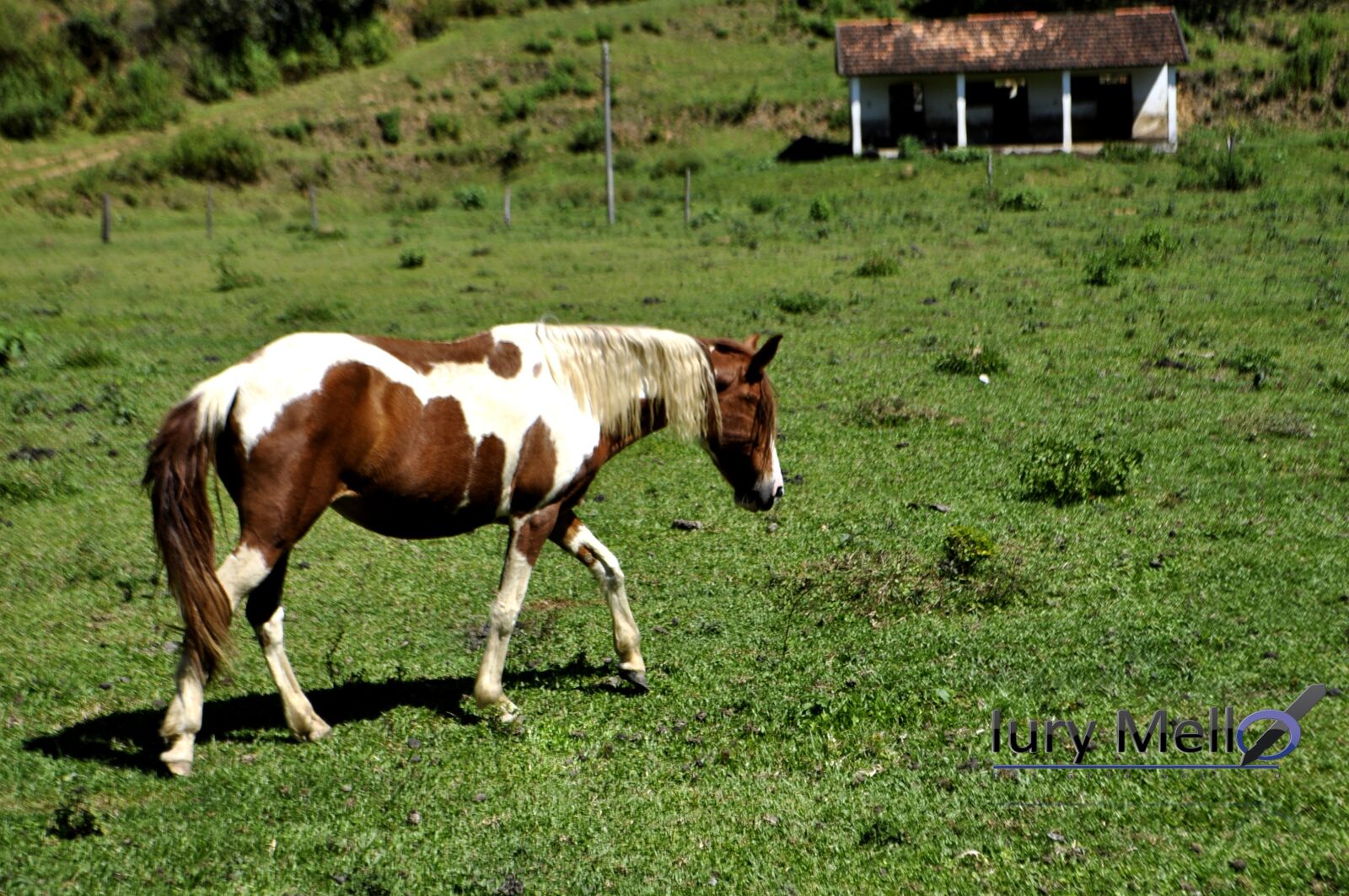 Nikon D5000 sample photo. Horse, grass, field photography
