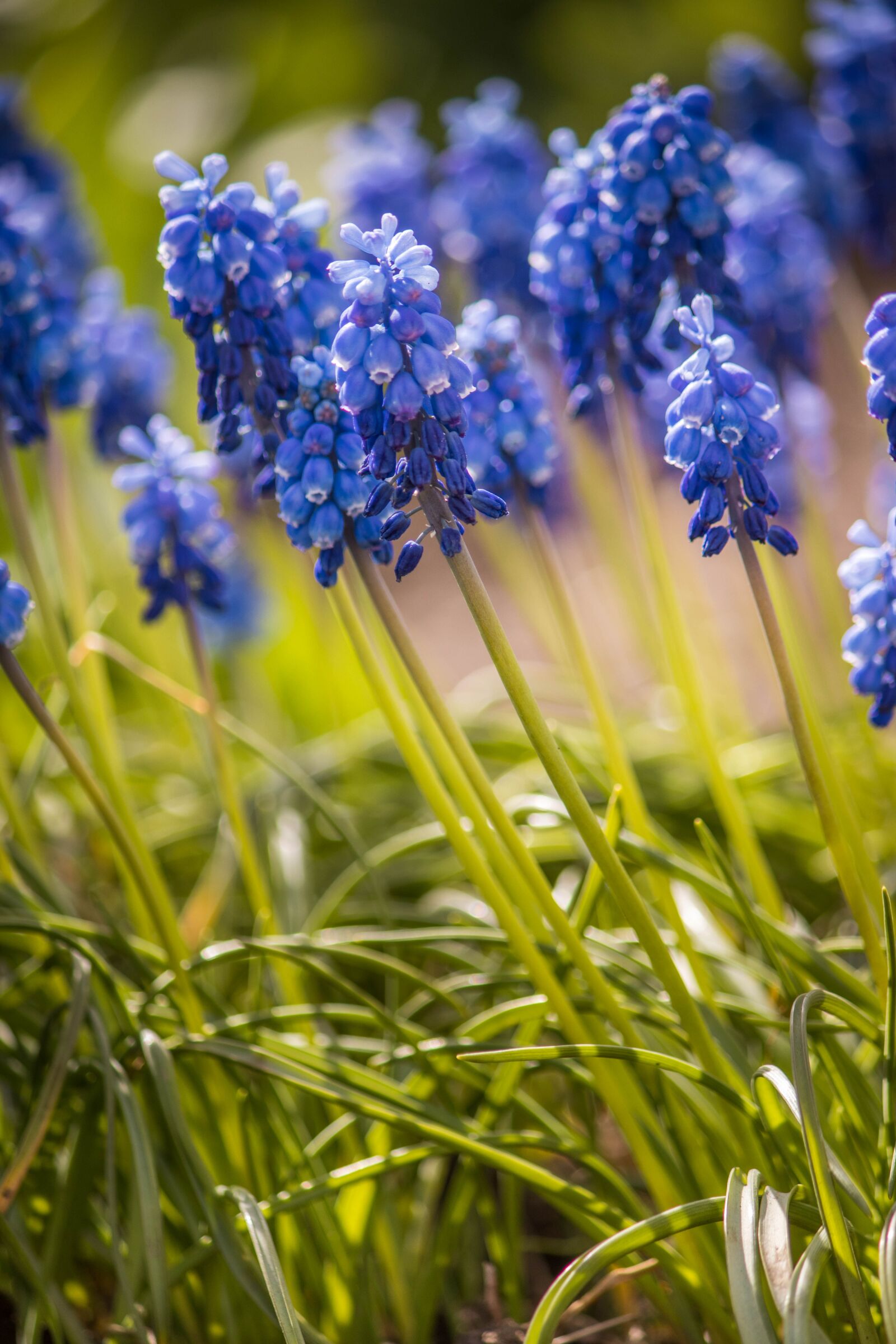 Canon EOS 200D (EOS Rebel SL2 / EOS Kiss X9) sample photo. Hyacinth mouse, viper onion photography