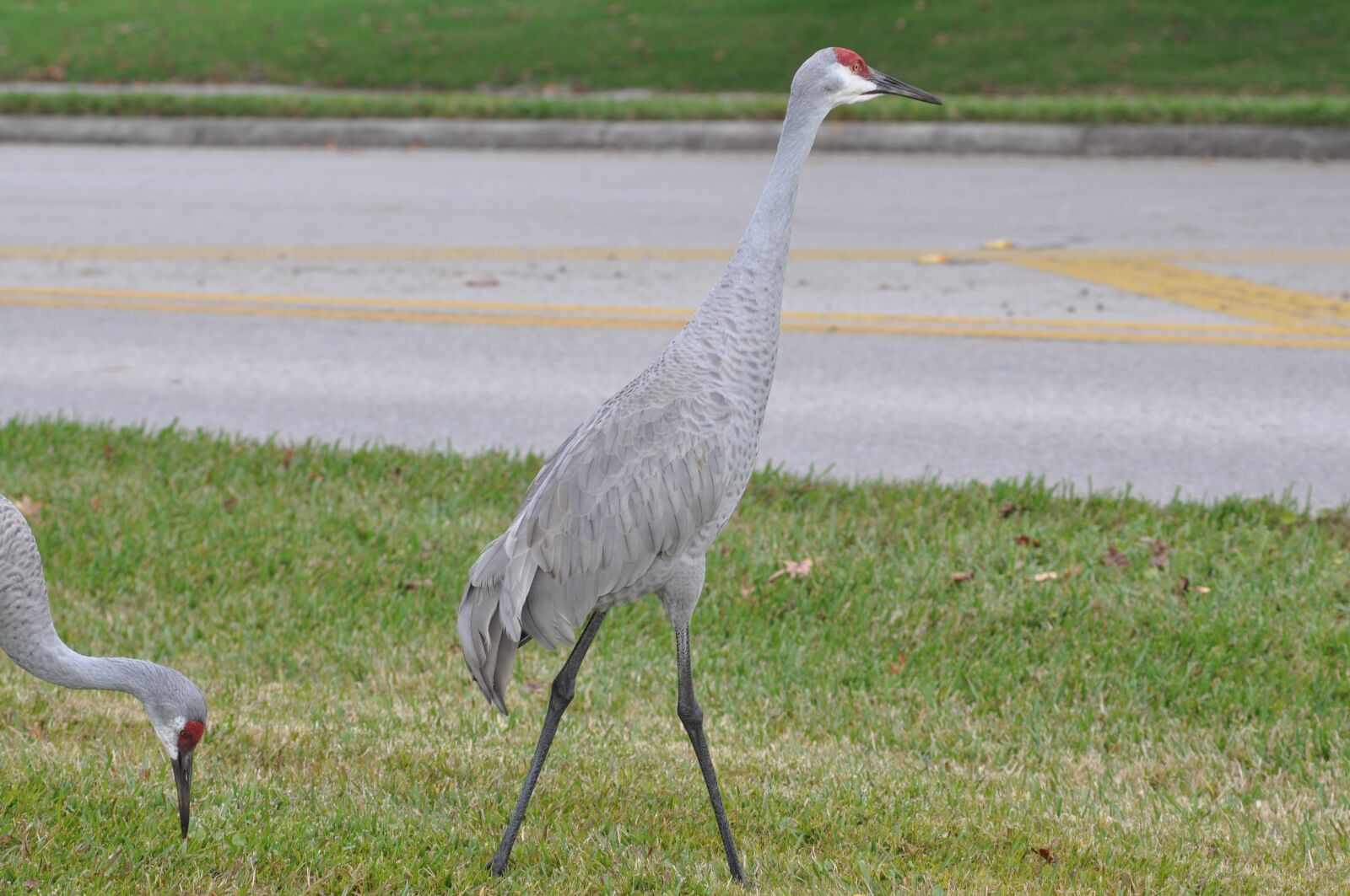 Nikon D90 sample photo. Bird, nature, wildlife photography