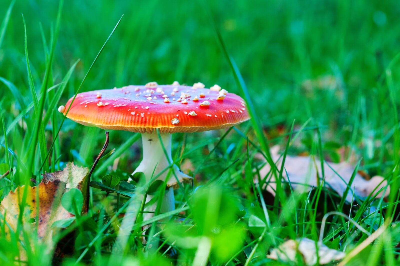 Nikon D300S sample photo. Fly agaric, mushroom, meadow photography