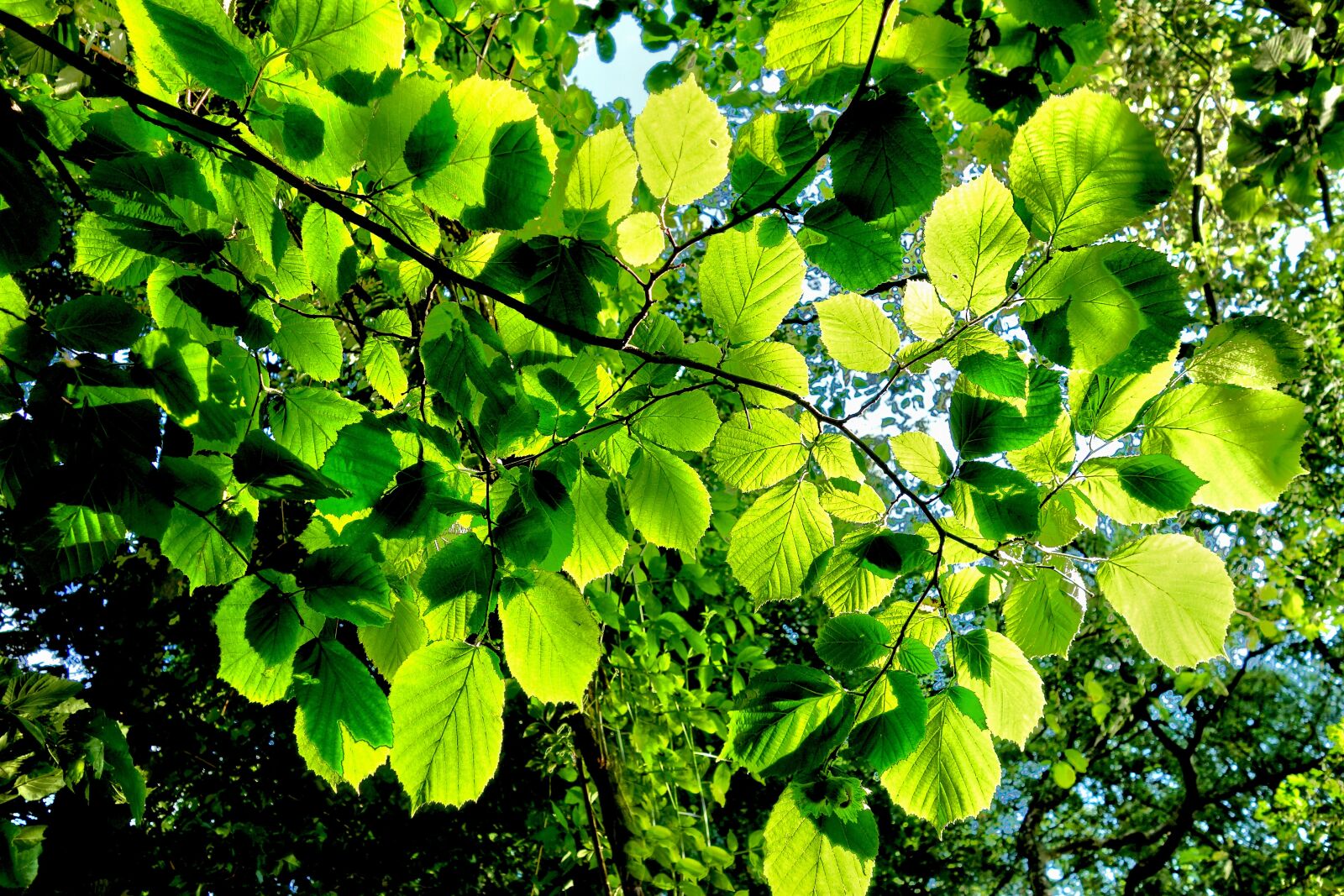 Sony Cyber-shot DSC-RX100 sample photo. Forest, tree, branch photography