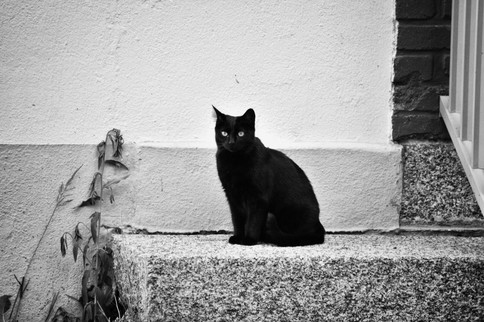 Nikon D5200 sample photo. Cat, feline, black photography