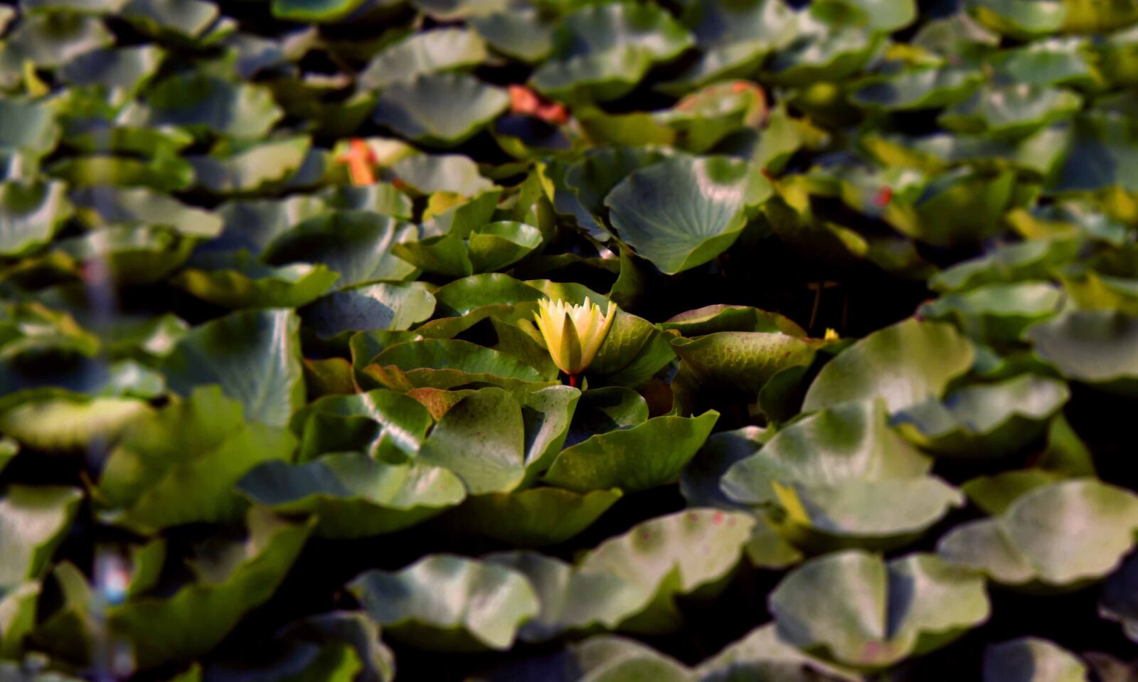 Canon EOS 700D (EOS Rebel T5i / EOS Kiss X7i) sample photo. Flora, leaf, nature photography