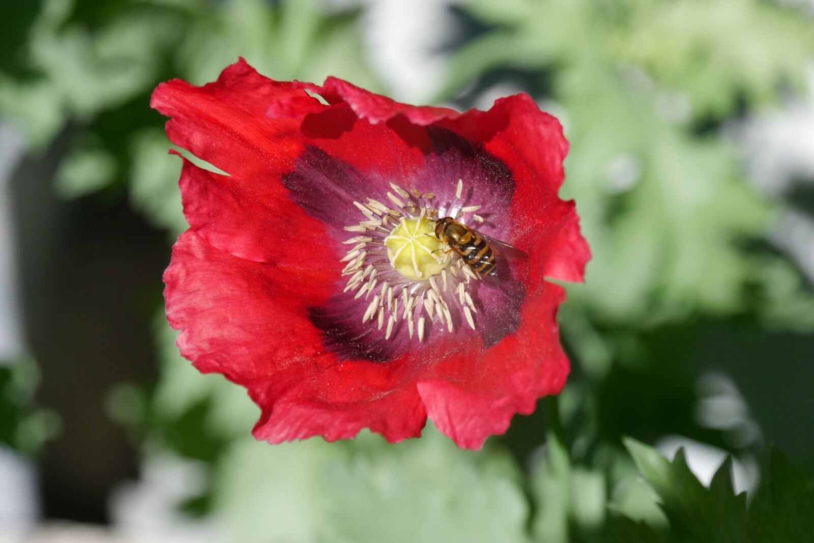 Panasonic Lumix DMC-G6 sample photo. Poppy, garden, flower umbel photography