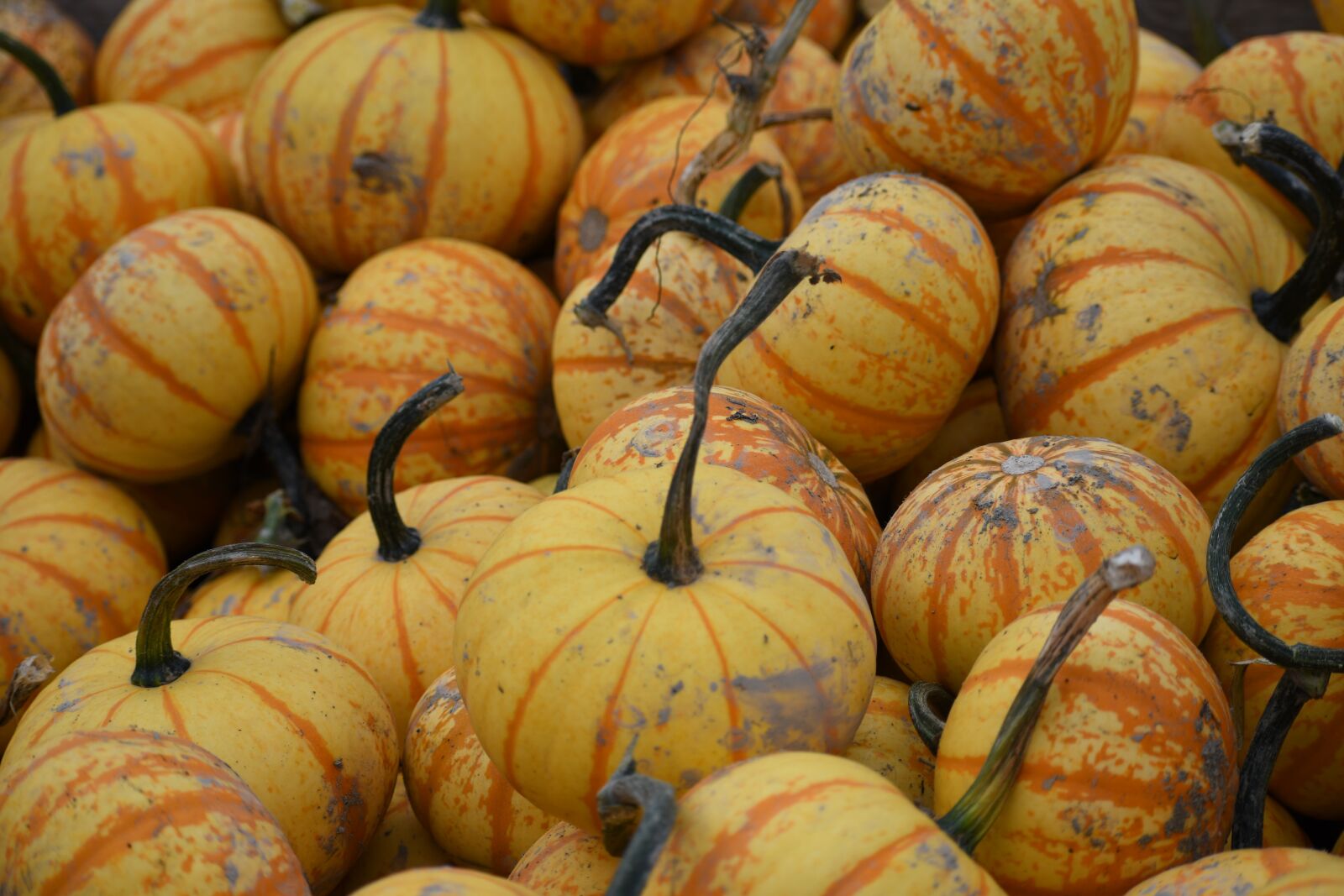 Nikon D500 sample photo. Vegetable, pumpkins, harvest photography