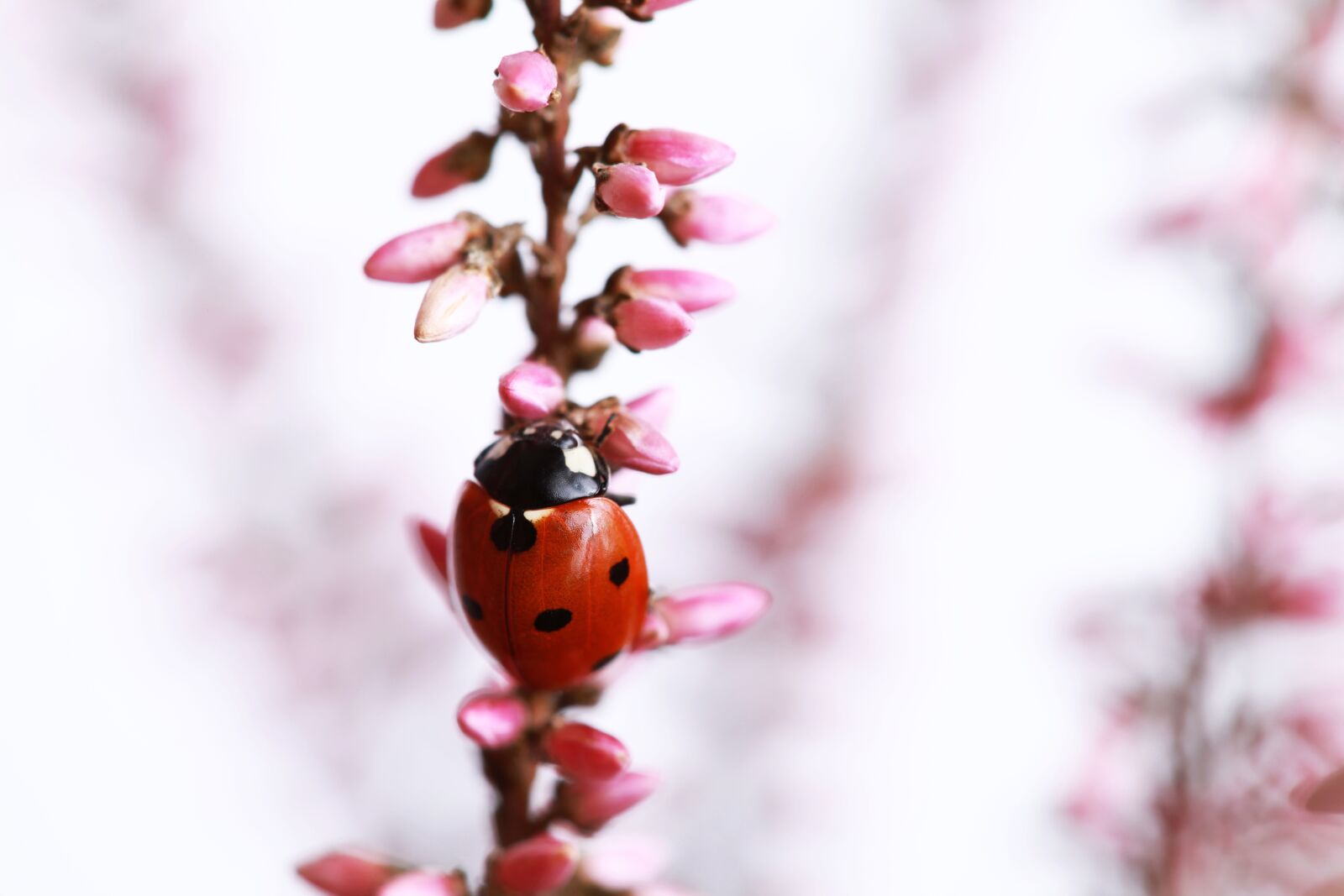 Canon EOS 5D Mark II sample photo. Ladybug, lady bug, red photography