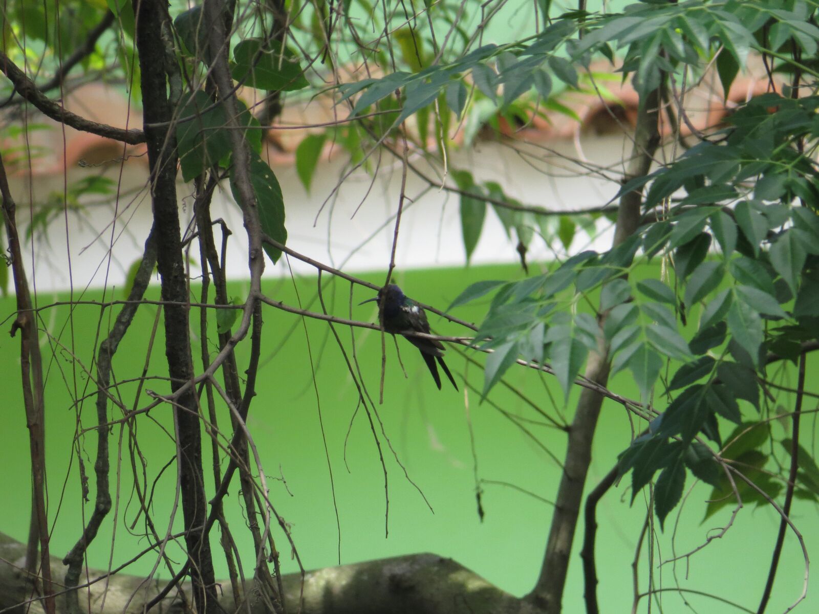 Canon PowerShot SX50 HS sample photo. Beija-flor, moniquealves, ccm photography