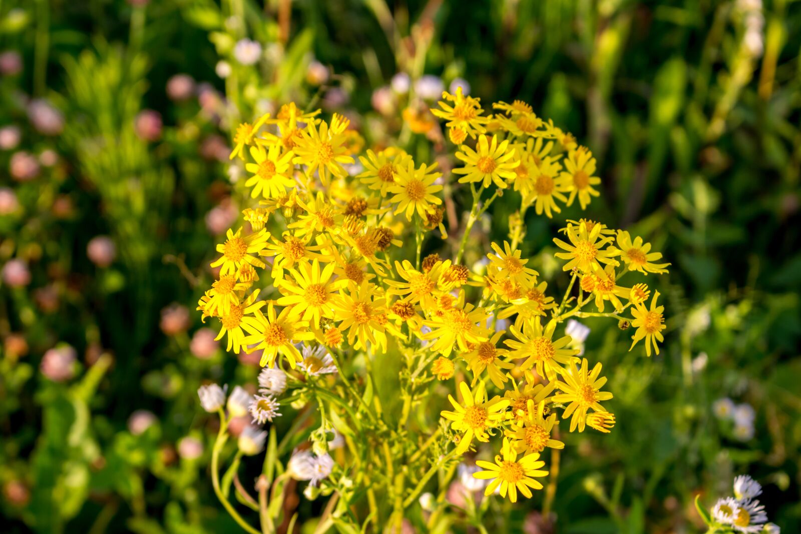 Canon EOS 100D (EOS Rebel SL1 / EOS Kiss X7) sample photo. Flowers, background, the substrate photography